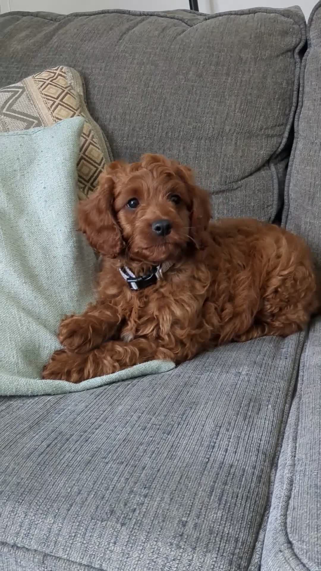 Cavapoo dogs for sale: Toby - Video 1