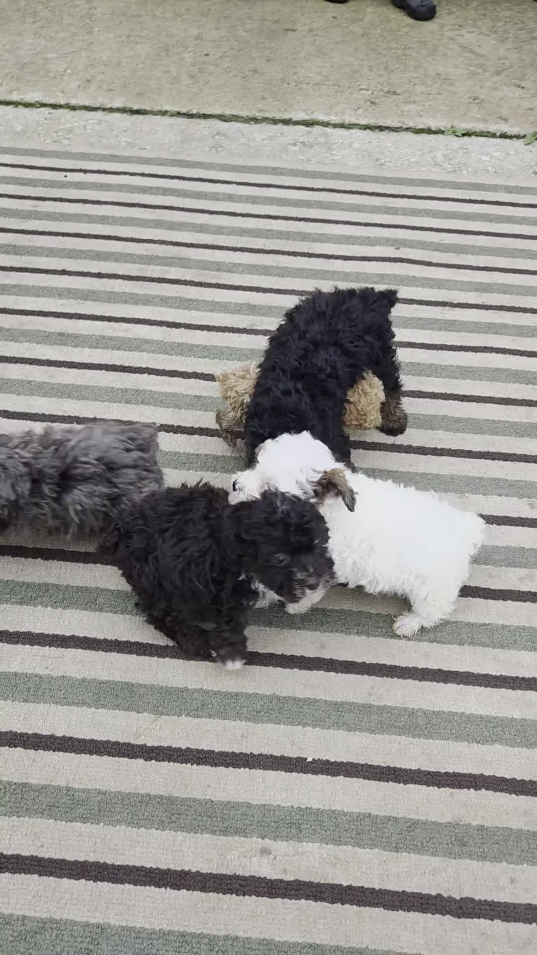 Miniature Poodle dogs for sale: Coco - Video 1
