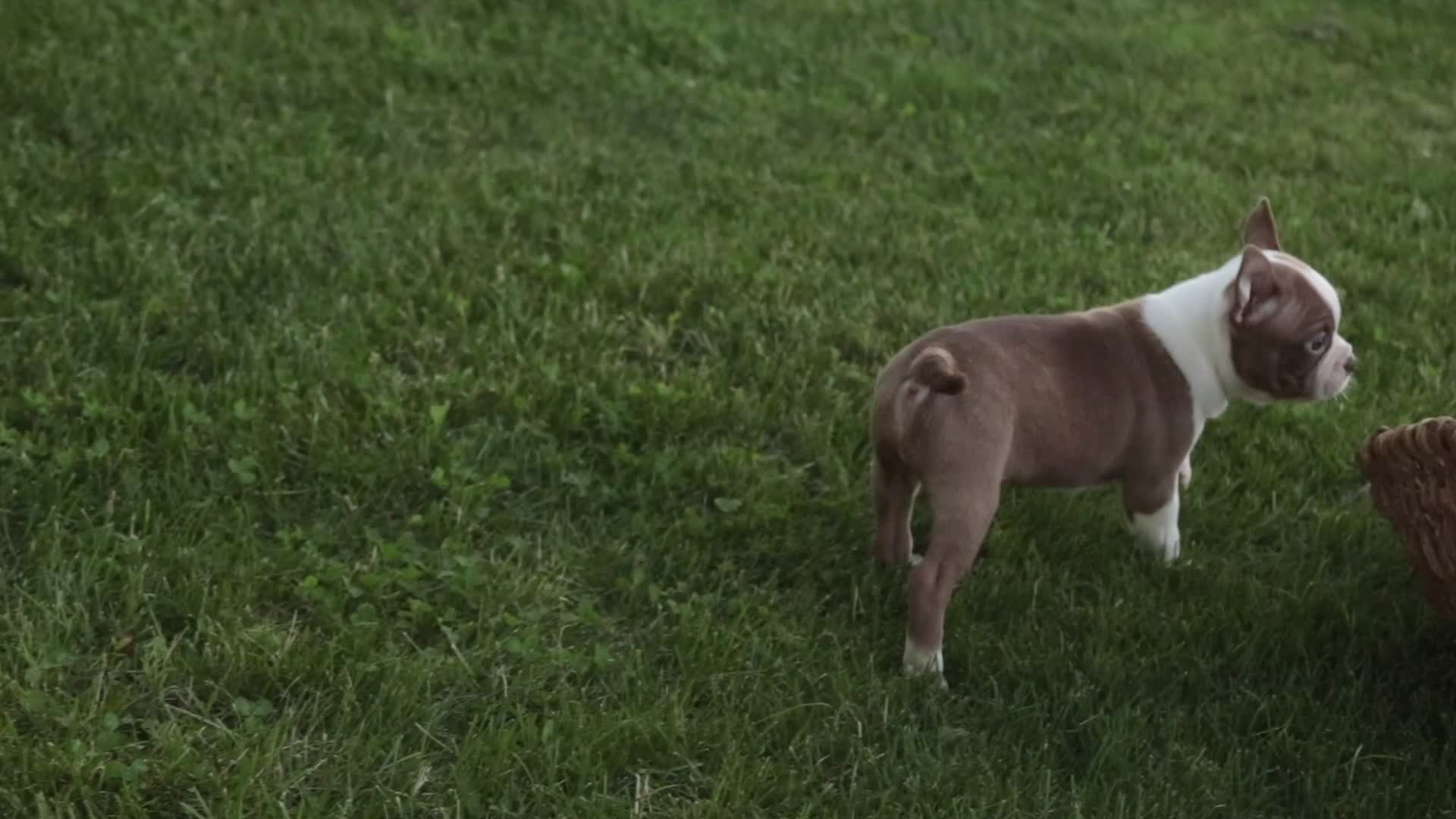Boston Terrier dogs for sale: Beau Boston Terrier  - Video 1