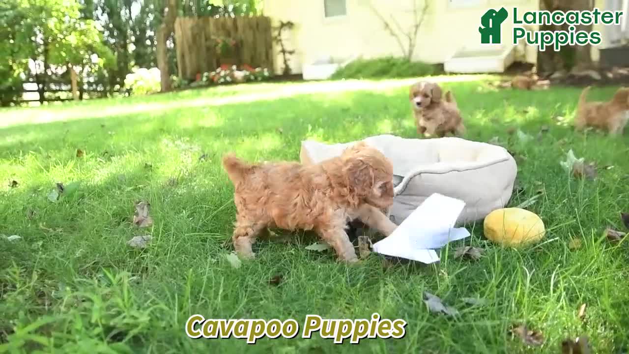 Cavapoo dogs for sale: Buddy - Video 1