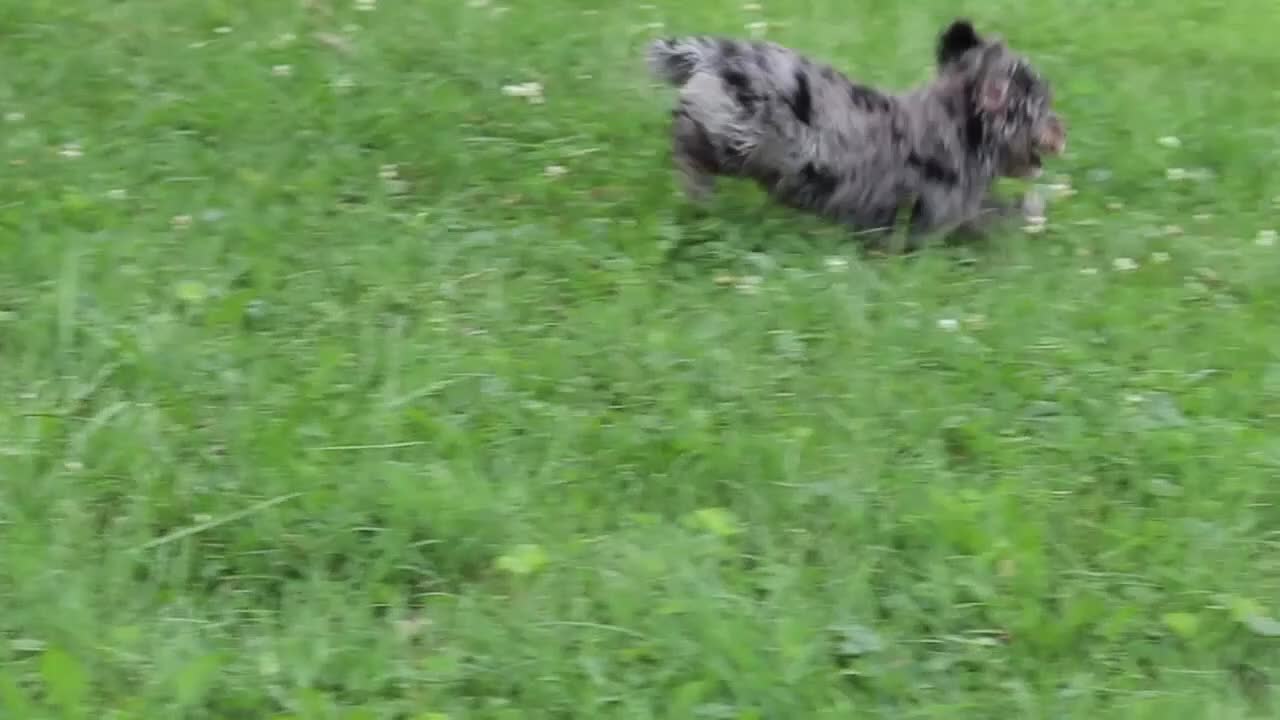Yorkiepoo dogs for sale: Stella - Video 1