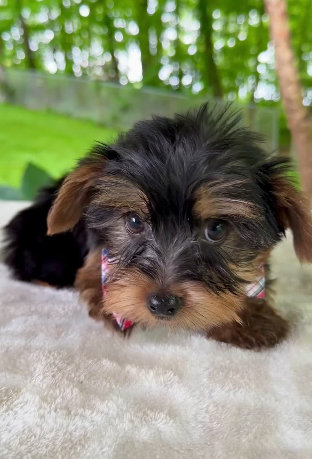 Yorkshire Terrier dogs for sale: Luca - Video 1