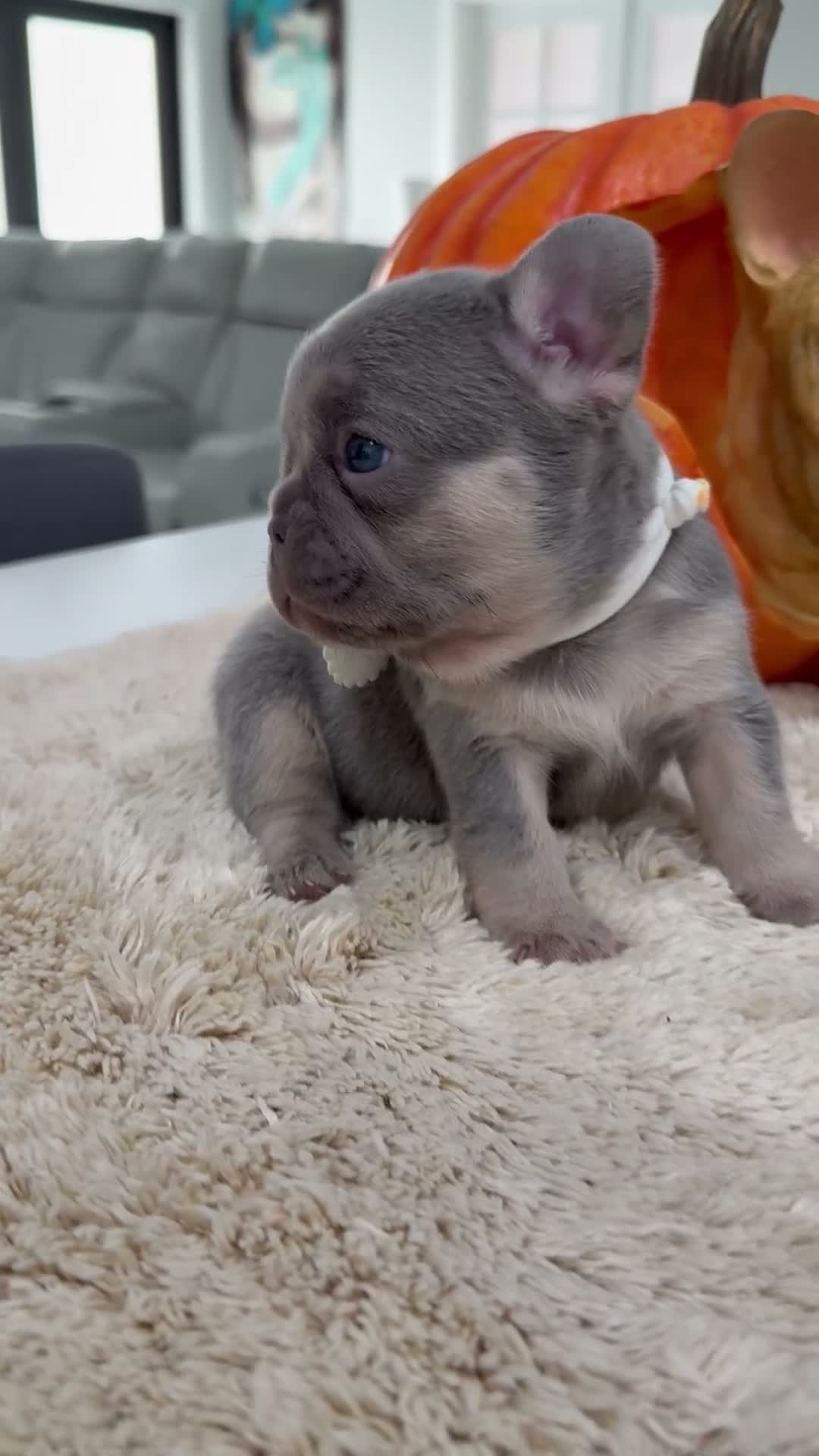 French Bulldog dogs for sale: Samantha - Video 1