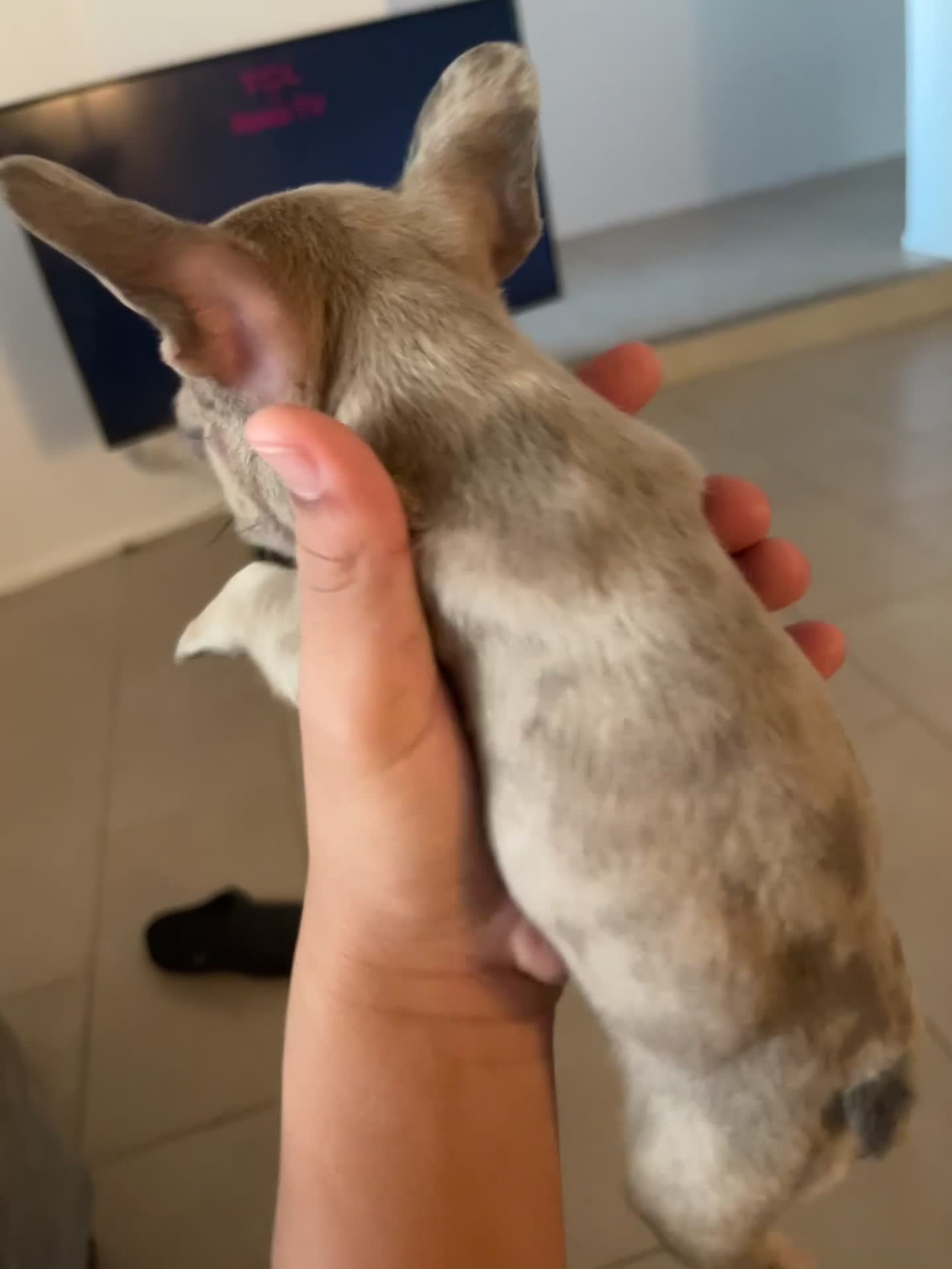 French Bulldog dogs for sale: French Bulldog 5 - Video 1