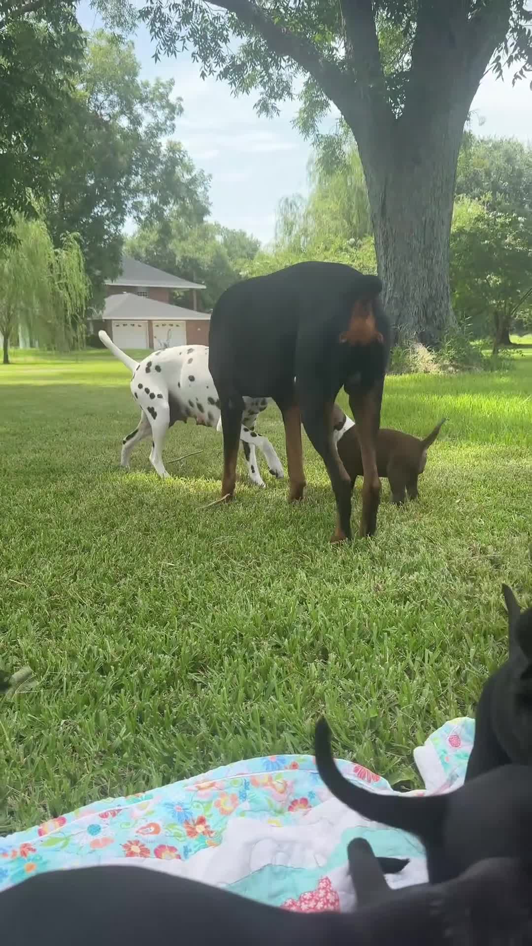 Mixed Breed dogs for sale: Brown Sugar - Video 1