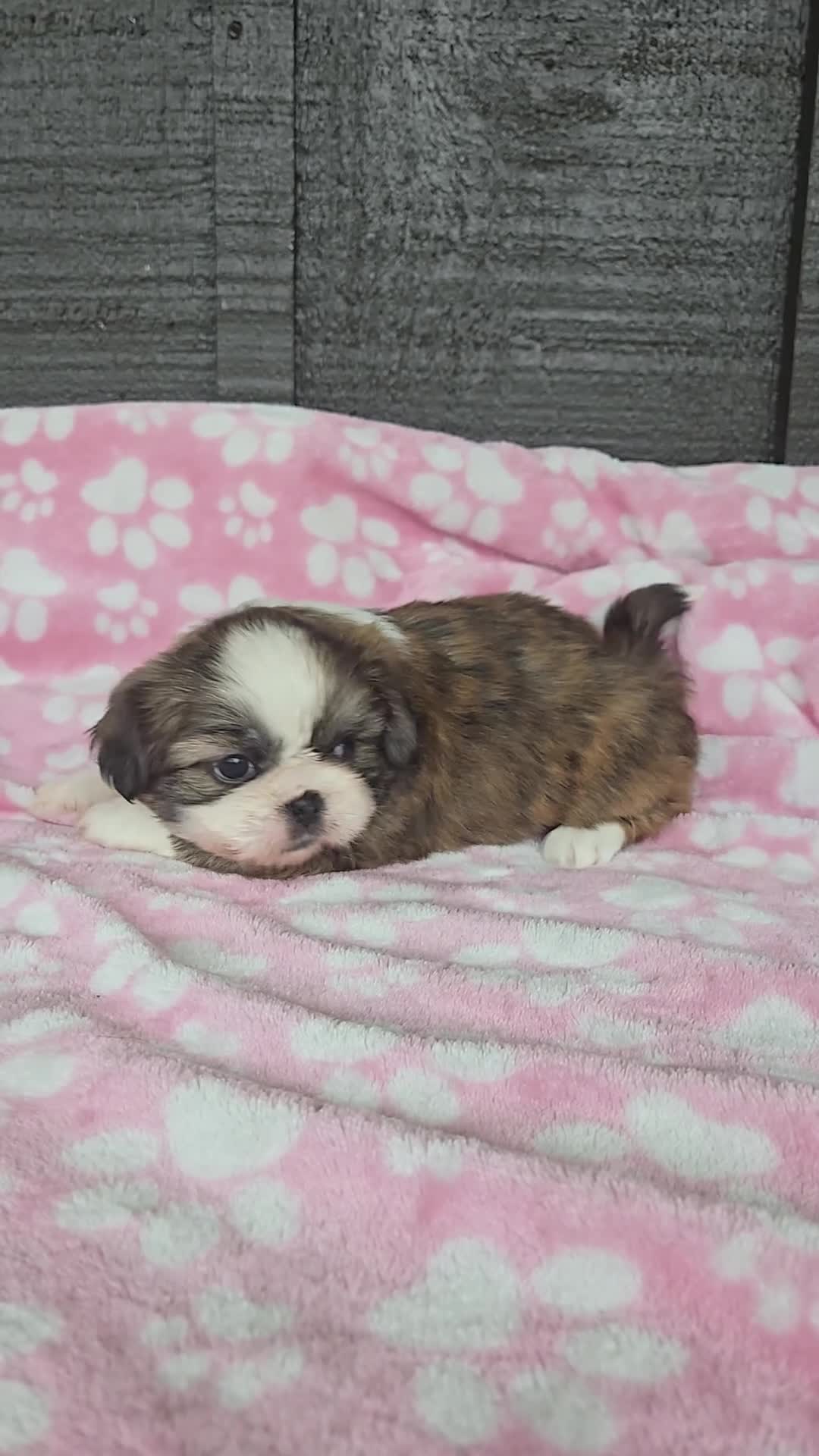 Mixed Breed dogs for sale: Shinese Myrtle  - Video 1
