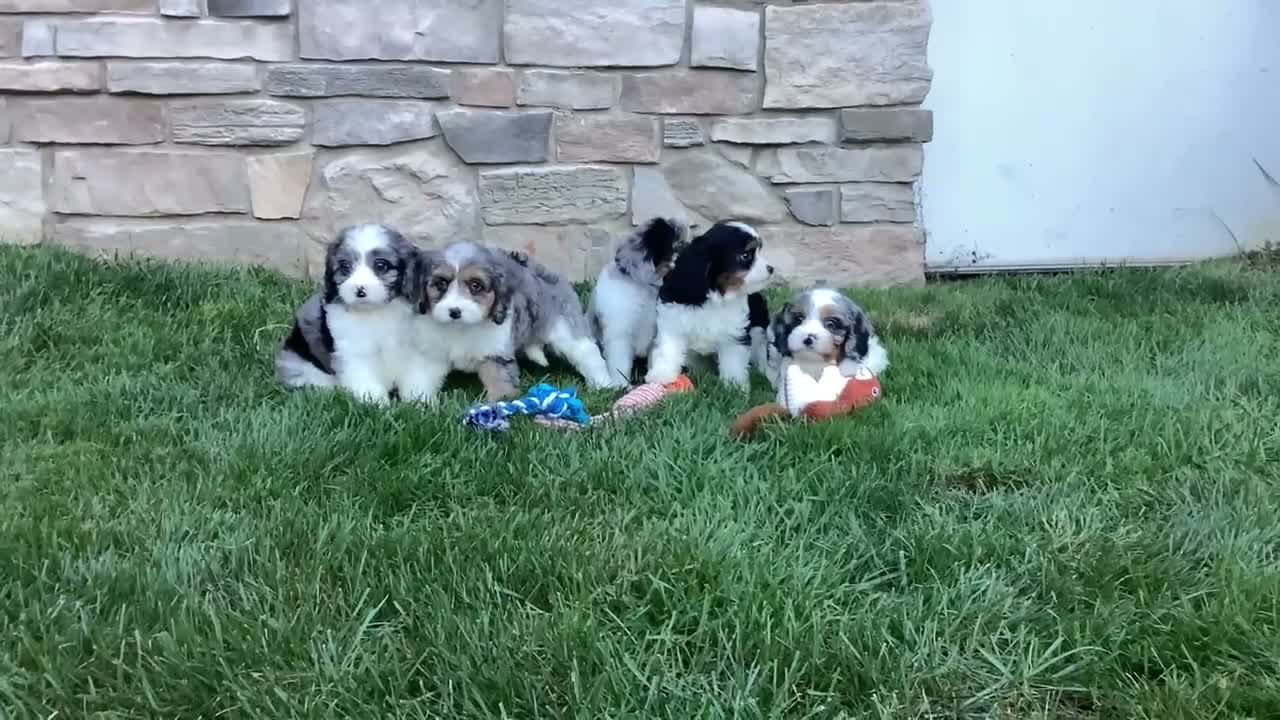Cavapoo dogs for sale: Dash - Video 1