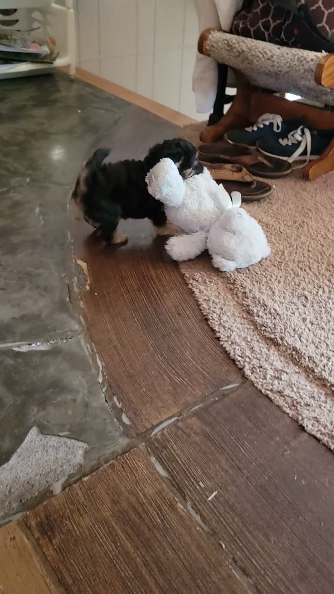 Bichpoo dogs for sale: Ember  - Video 2