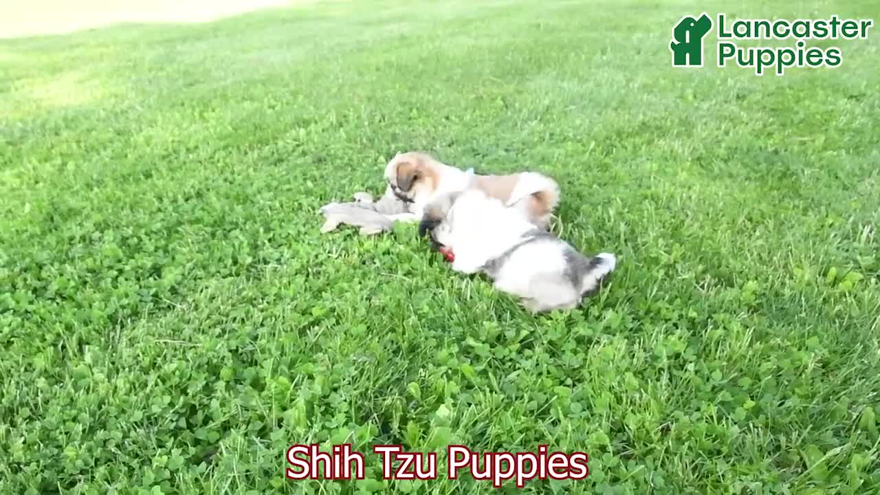 Shih Tzu dogs for sale: Hope - Video 1