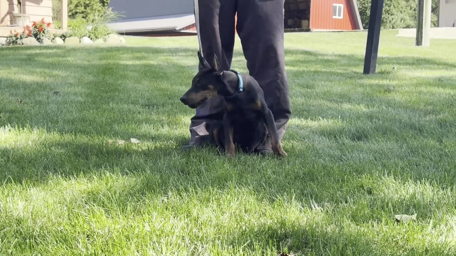 Doberman Pinscher dogs for sale: Zuri - Video 1