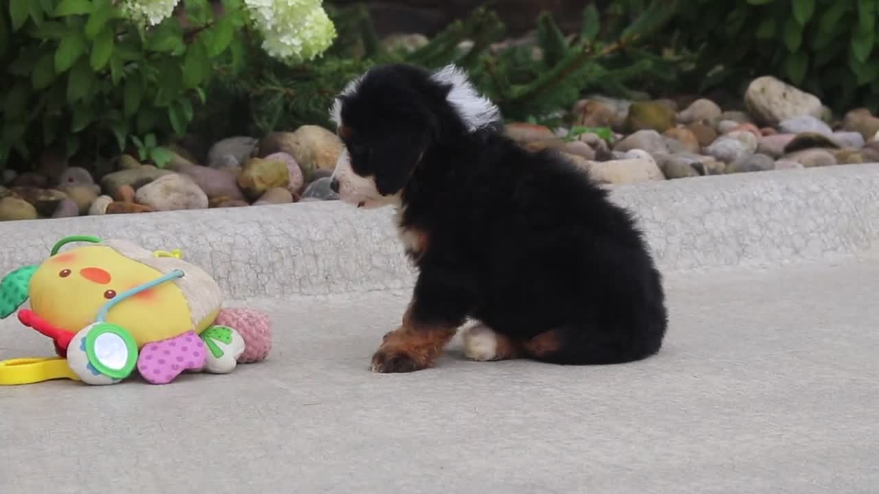 Mini Bernedoodle dogs for sale: Onyx - Video 3