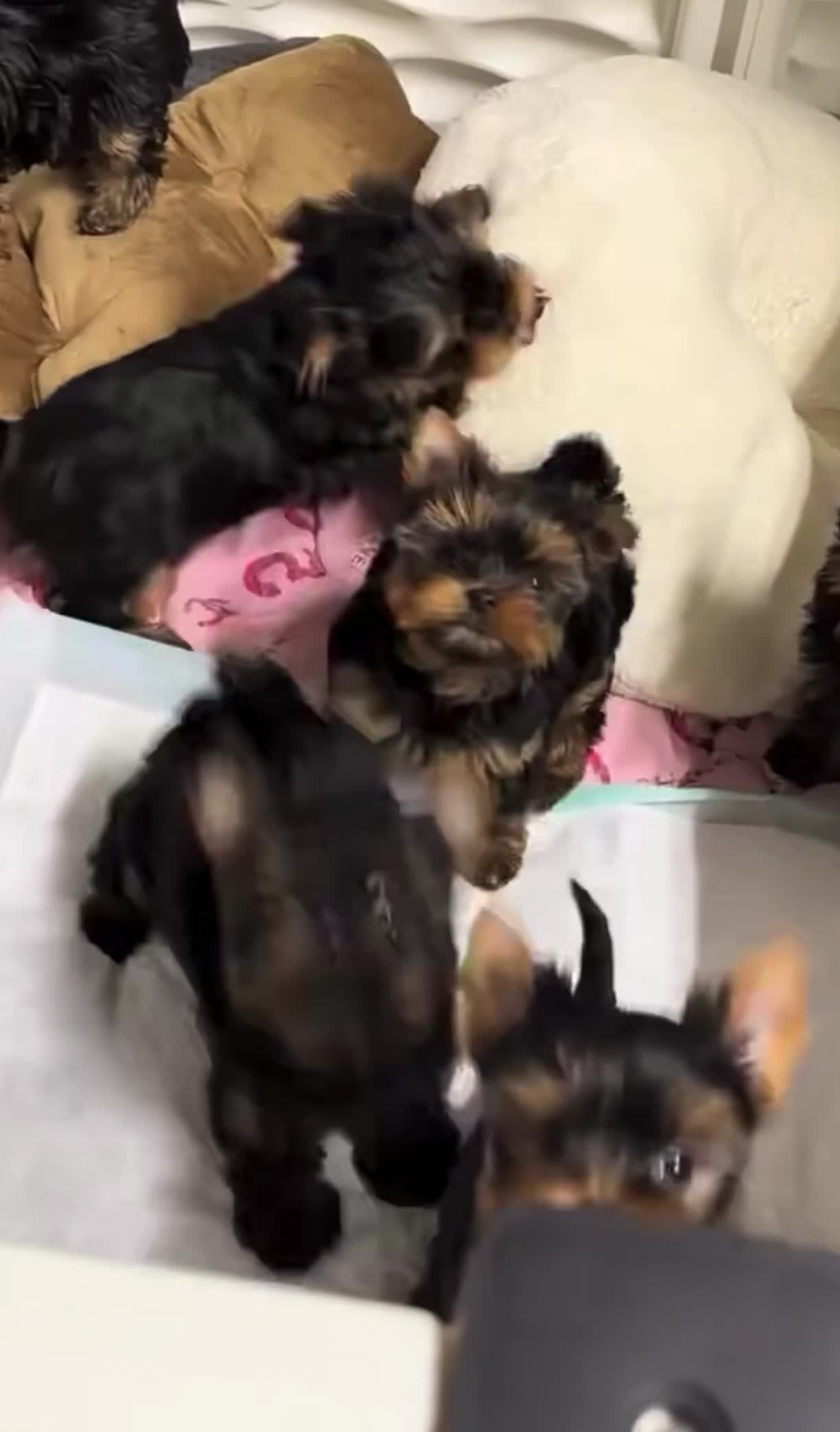 Yorkshire Terrier dogs for sale: Trixie - Video 2