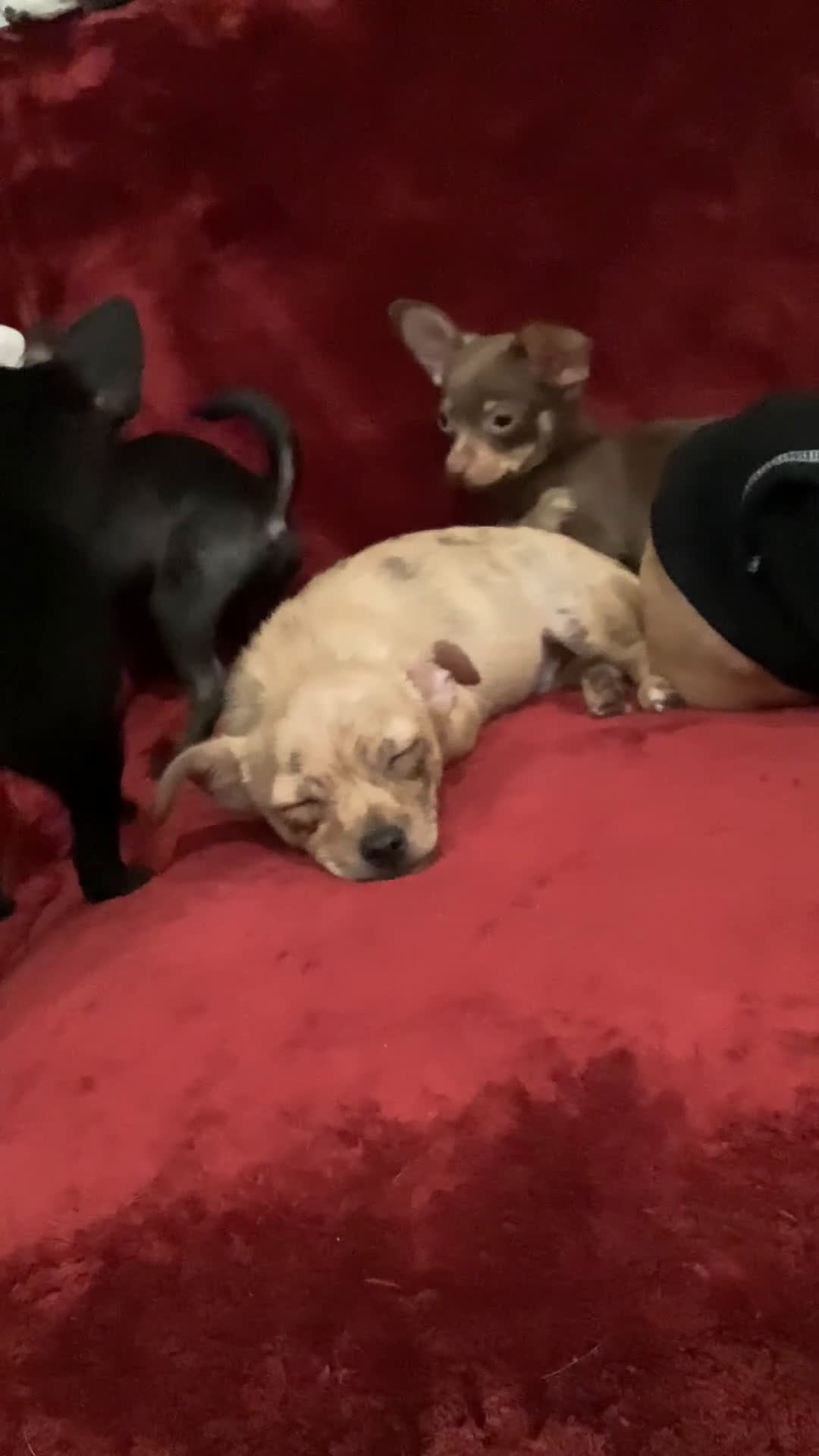 Chihuahua dogs for sale: Rue Rue - Video 1