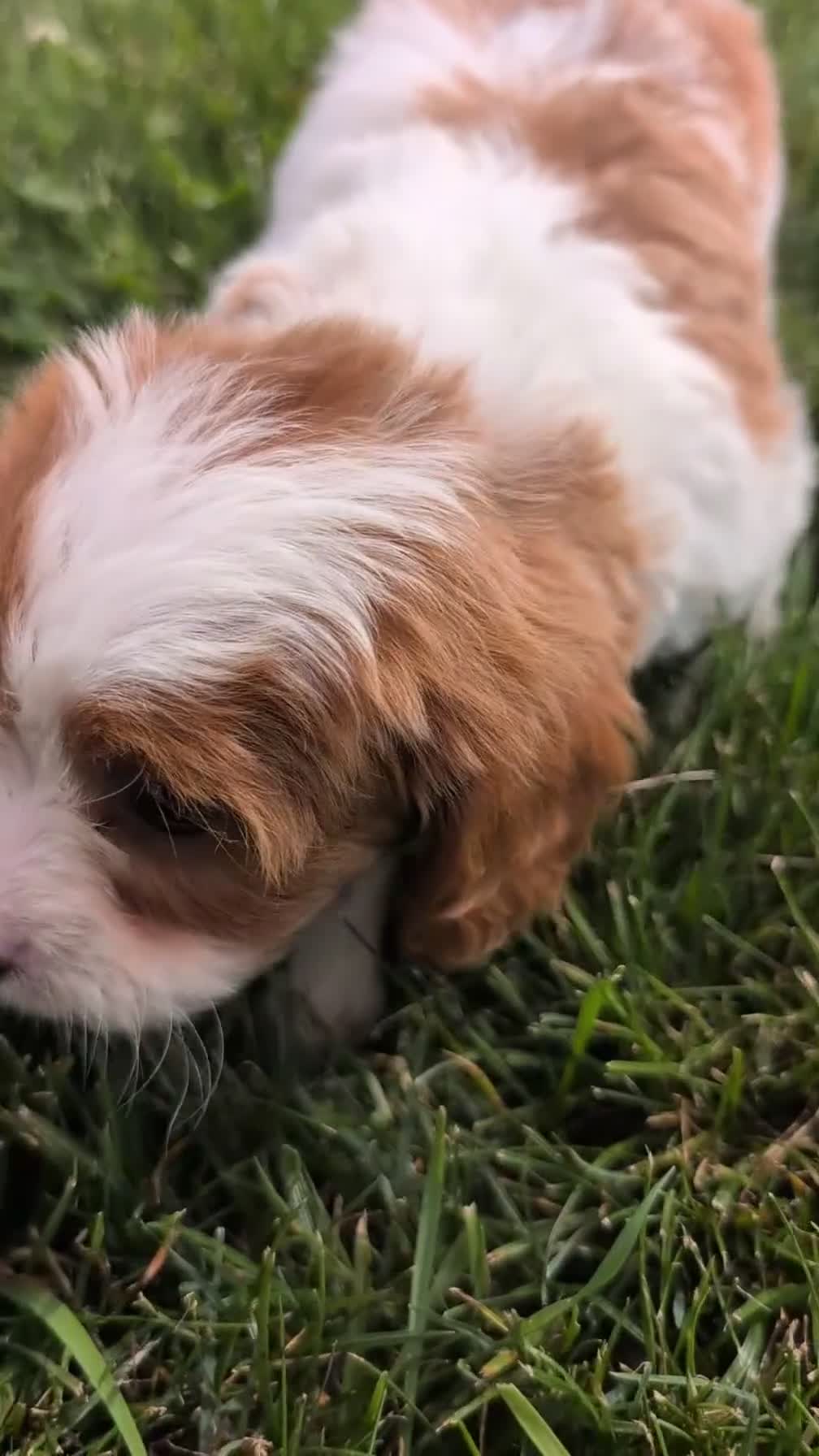 Cavapoo dogs for sale: Nala - Video 1