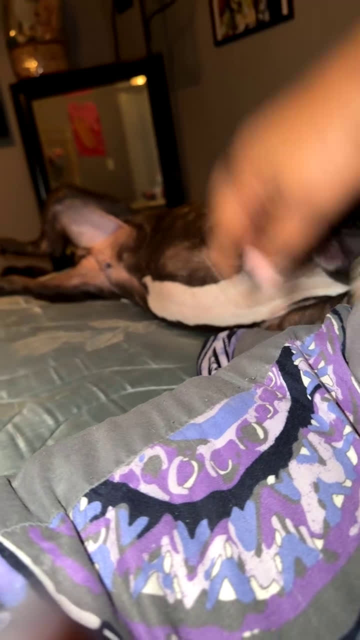 Staffordshire Bull Terrier dogs for sale: Staffordshire Bull Terrier Puppy 1 - Video 2