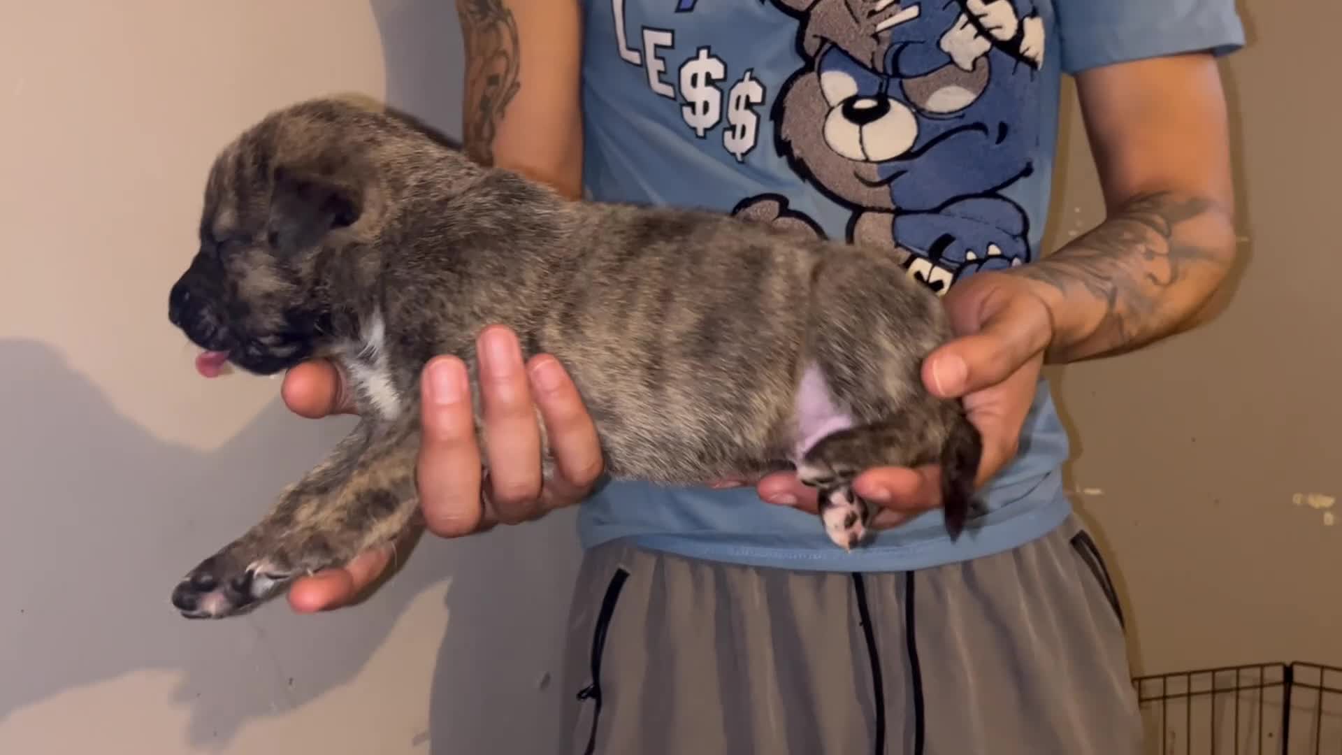 Mixed Breed dogs for sale: BLUE - Video 1
