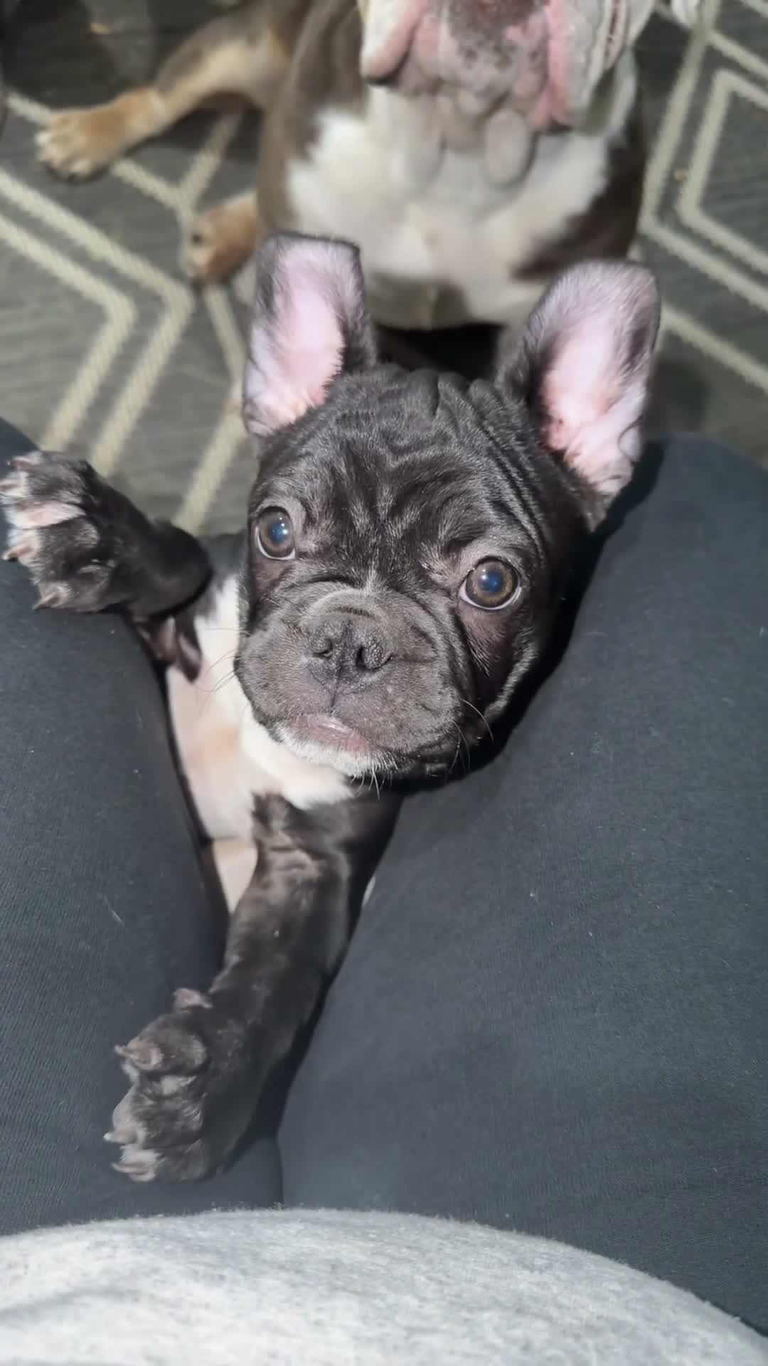 Frenchton dogs for sale: Frenchton 1 - Video 1