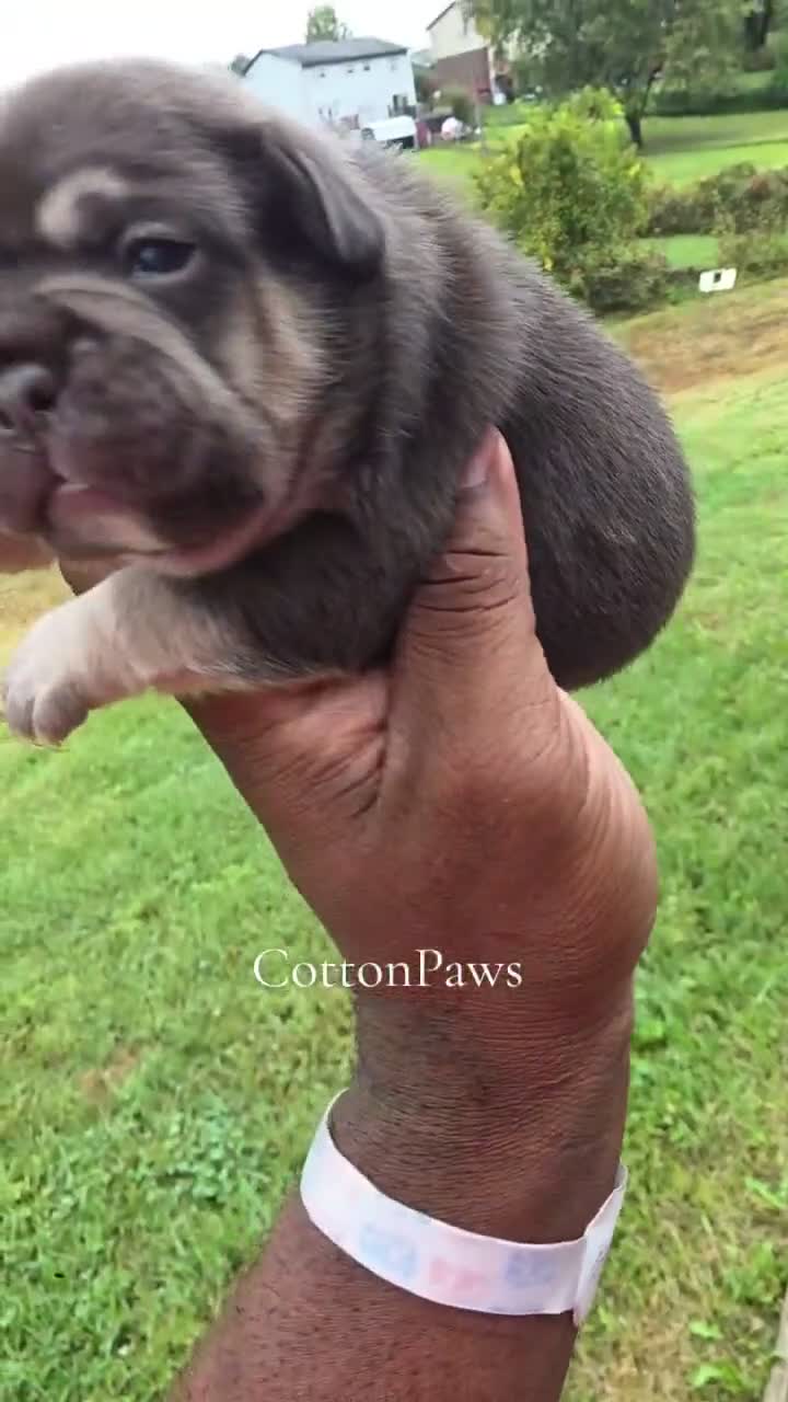 French Bulldog dogs for sale: Coco - Video 1