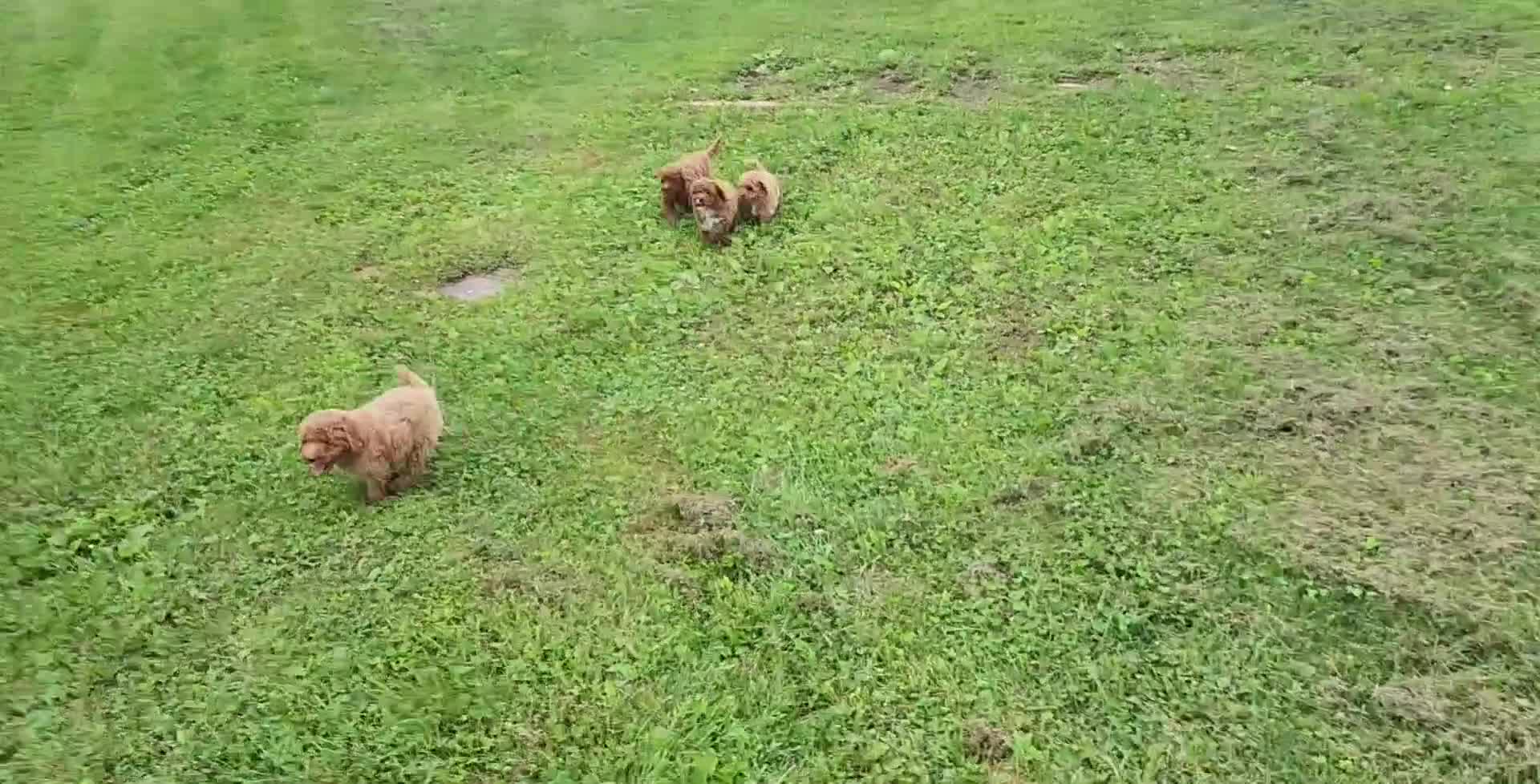 Miniature Poodle dogs for sale: Buster  - Video 1