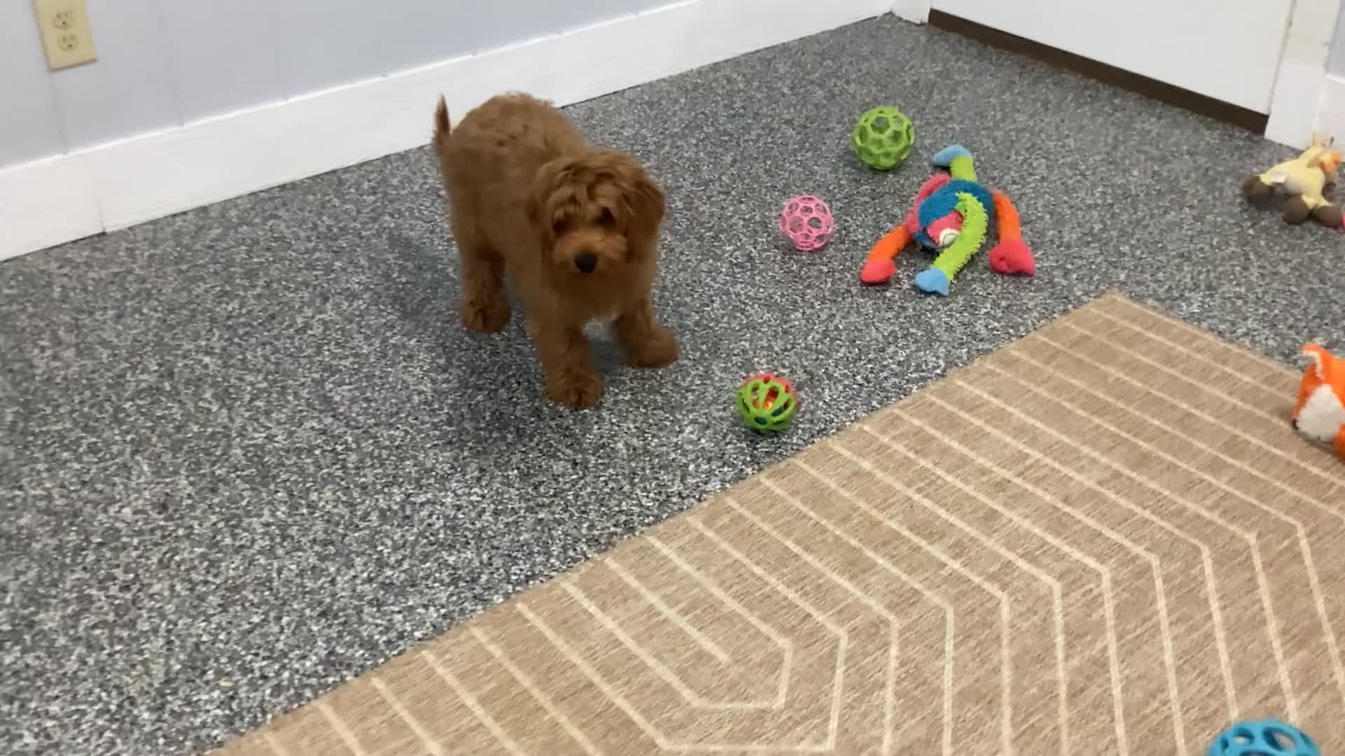 Mini Goldendoodle dogs for sale: Bozo - Video 1