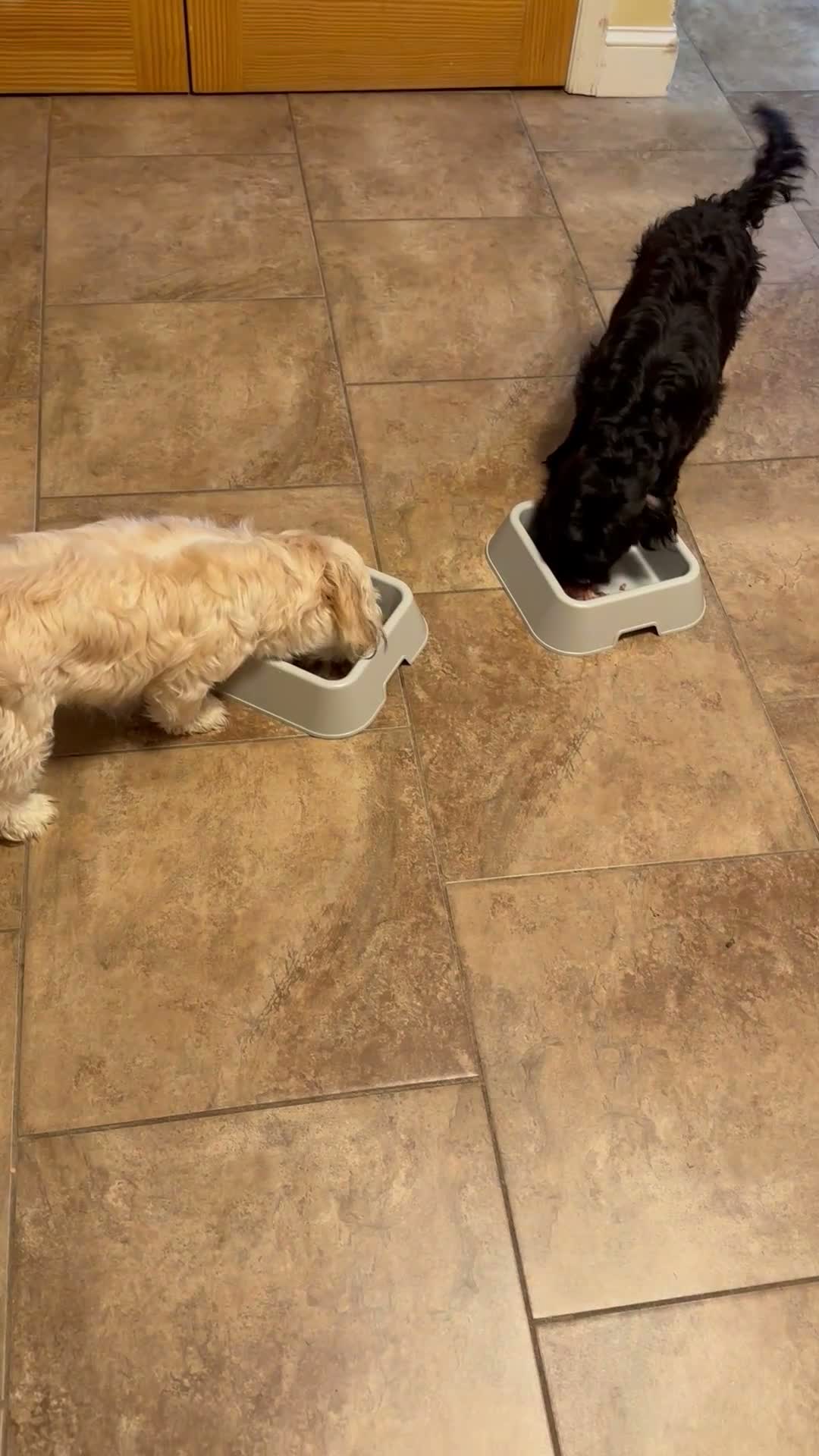 Mixed Breed dogs for sale: Mixed Breed 1 - Video 1