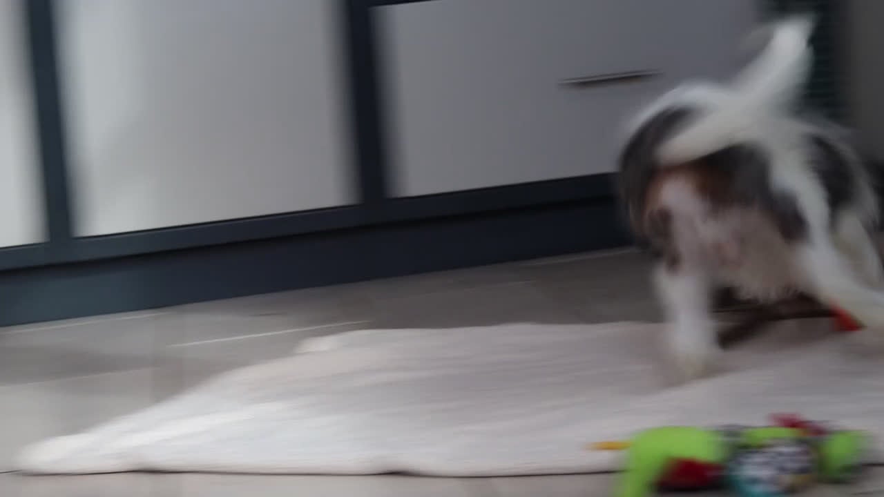 Mini Bernedoodle dogs for sale: Denver — Male —  - Video 1