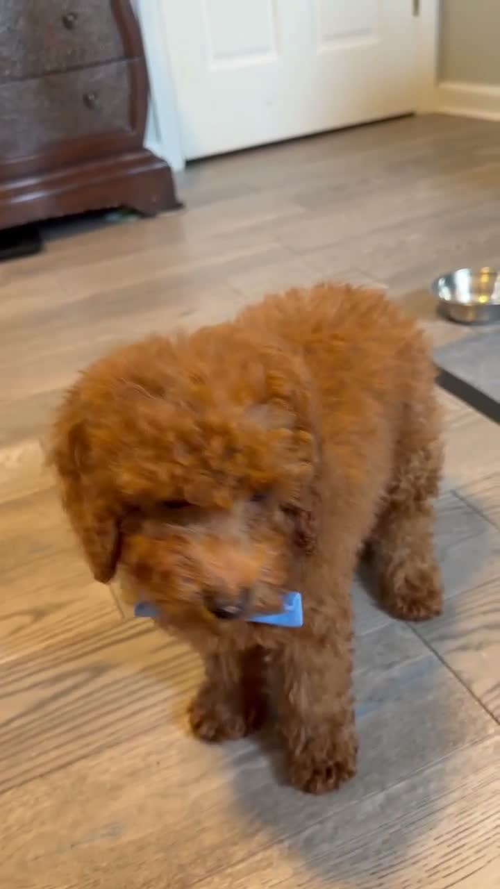 Toy Poodle dogs for sale: Gus - ACA Potty Trained Poodle  - Video 2