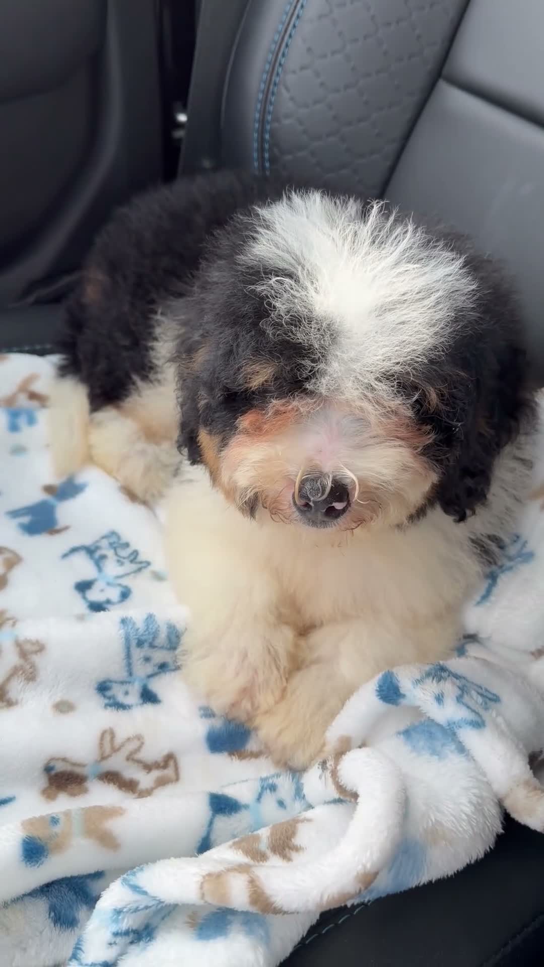 Mini Bernedoodle dogs for sale: Reese-Mini Bernedoodle female tri color  - Video 4