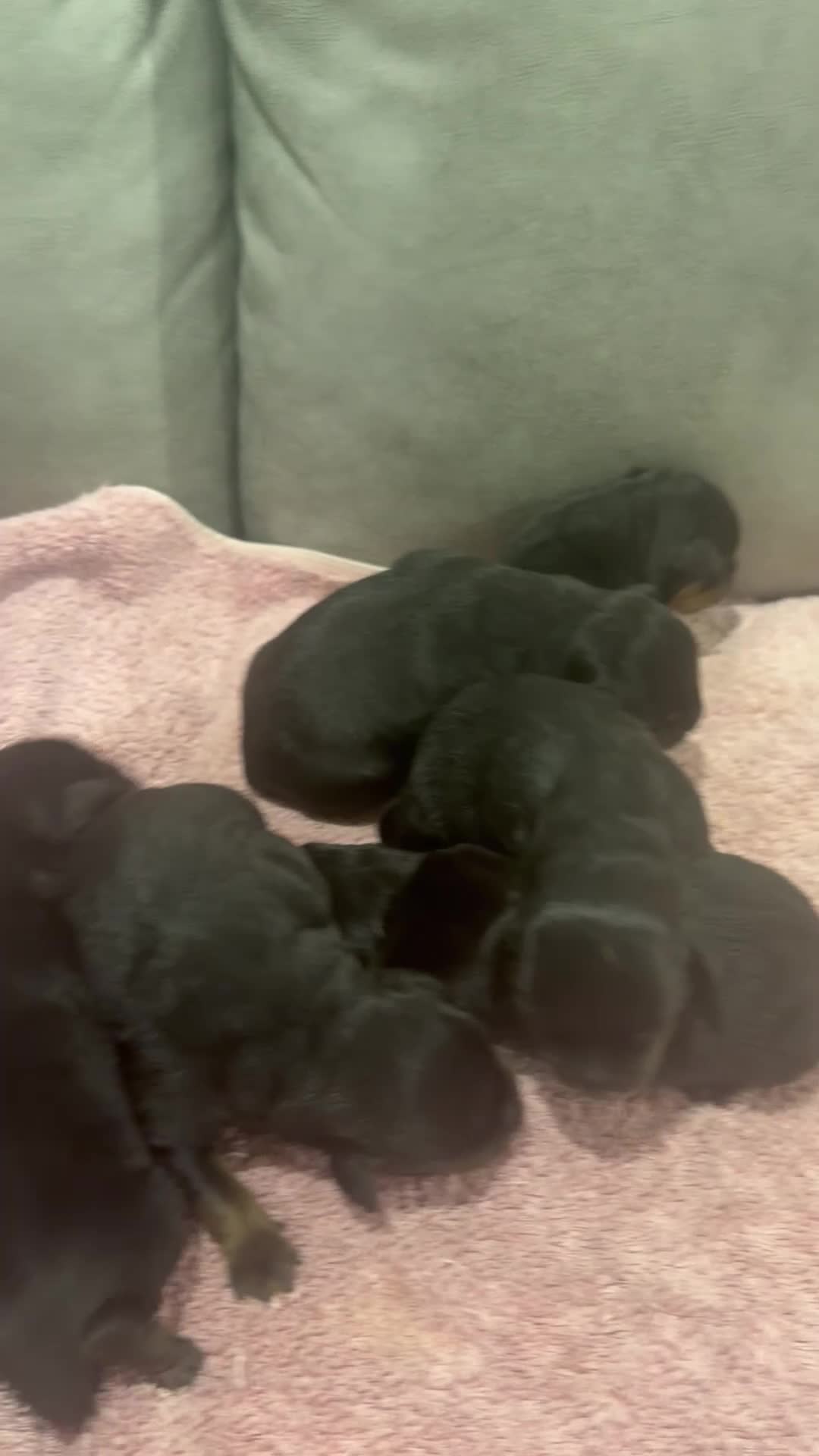 Rottweiler dogs for sale: Rottweiler Puppy 1 - Video 2