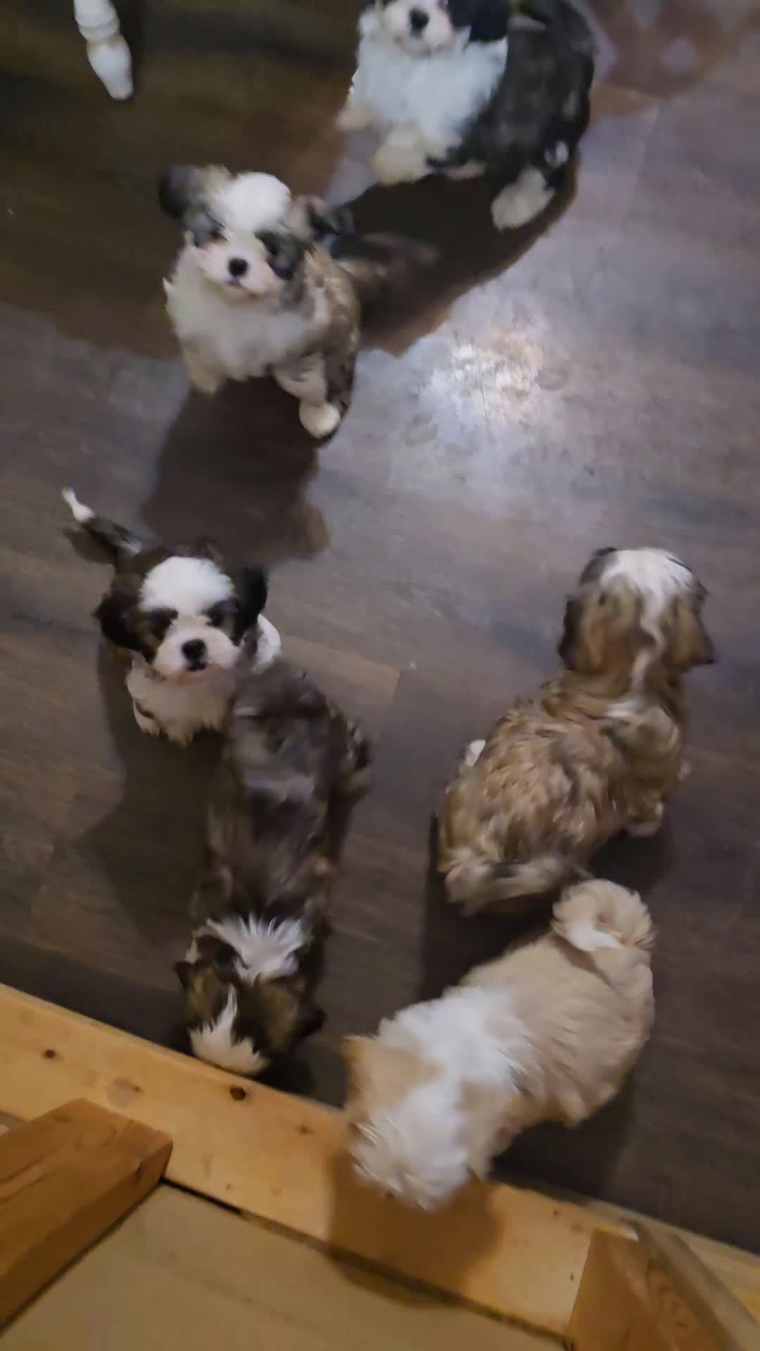 Shih Tzu dogs for sale: Skye - Video 1