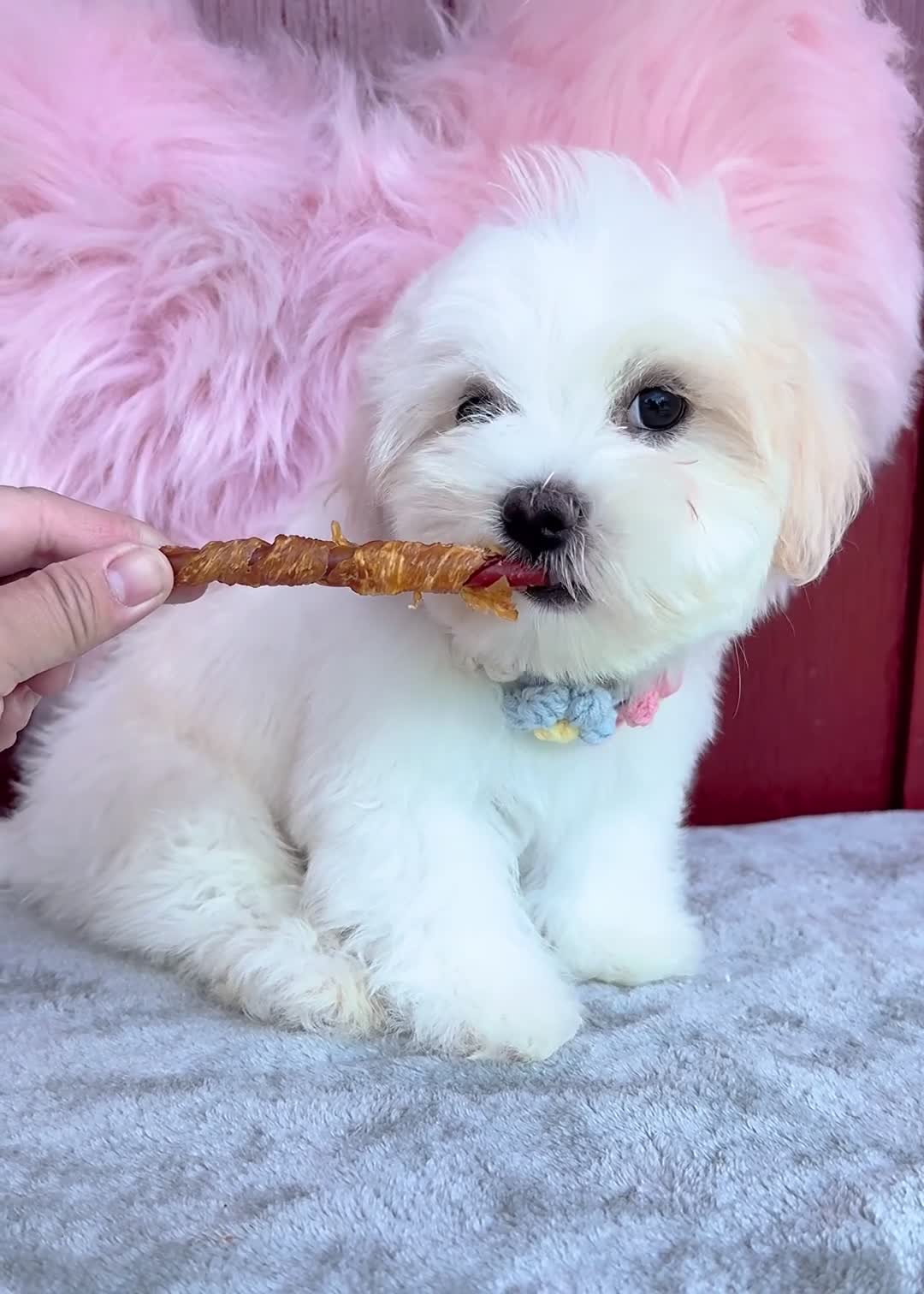 Malshi dogs for sale: 🧡Cheddar🧡 - Video 1