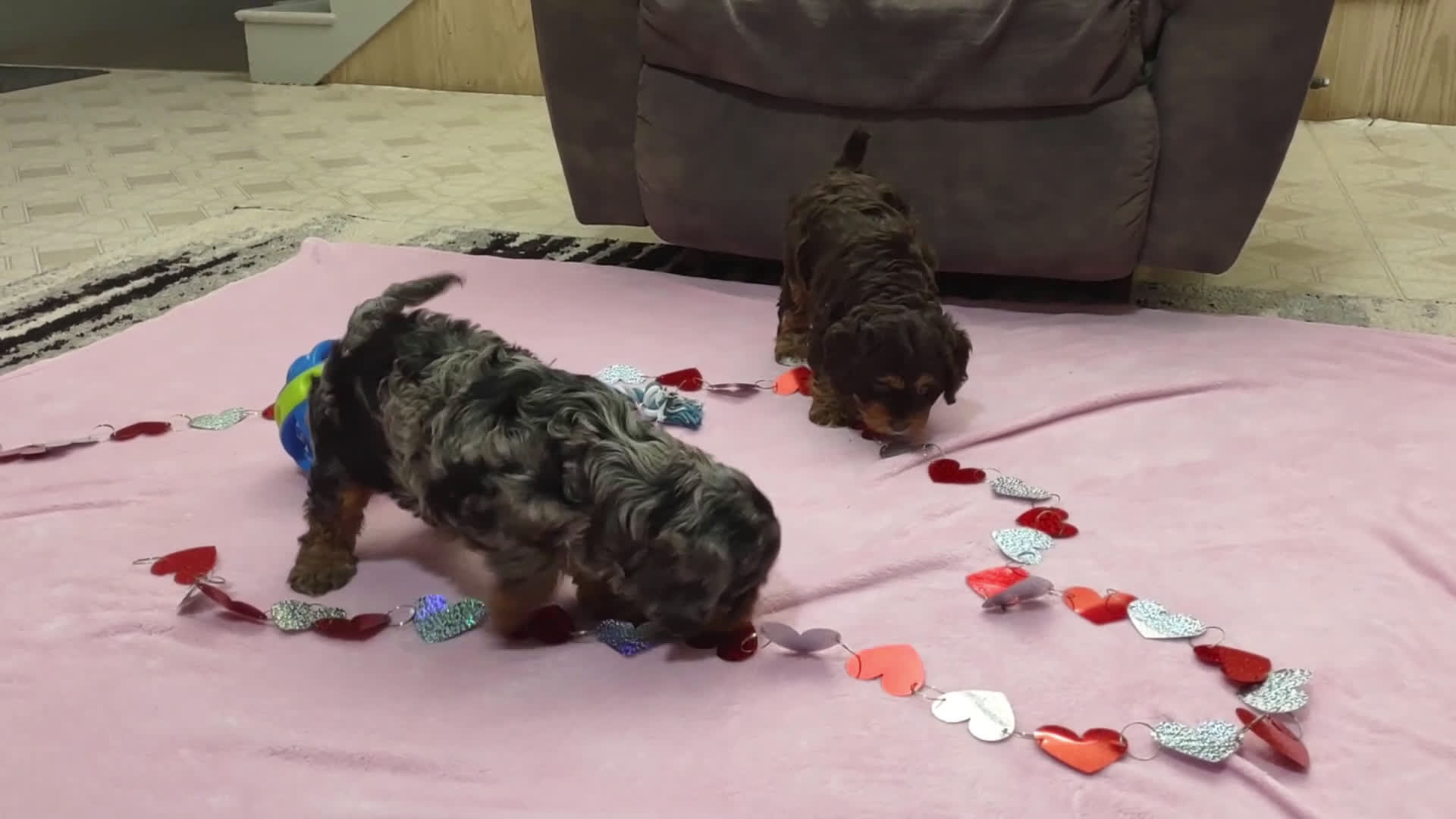 Cavapoo dogs for sale: Tessa - Video 2