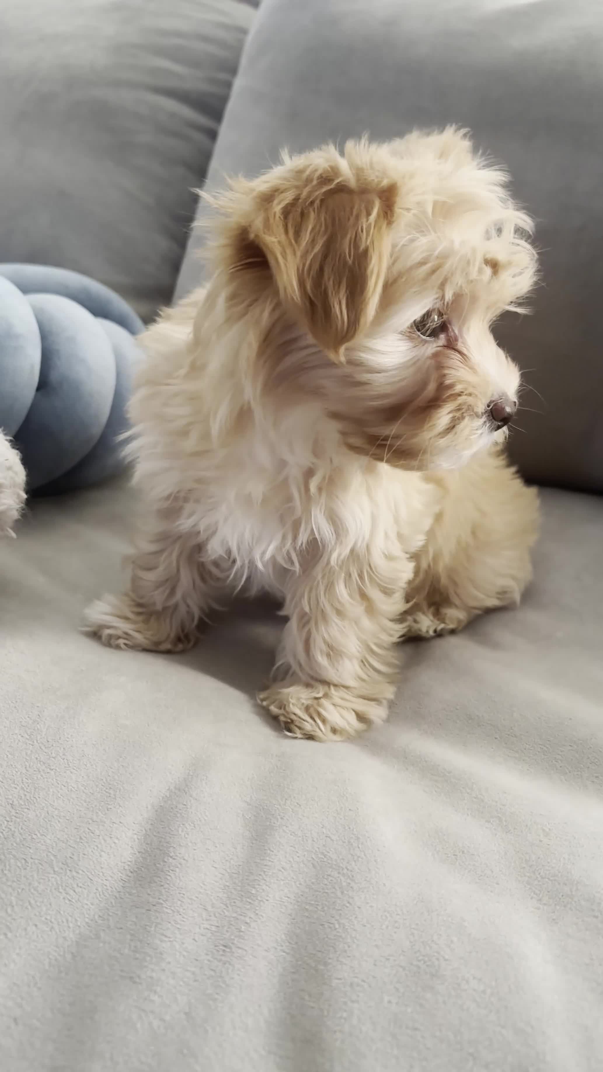 Yorkshire Terrier dogs for sale: Willow - Video 5