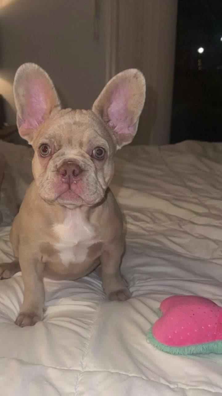 French Bulldog dogs for sale: French Bulldog Puppy 1 - Video 2