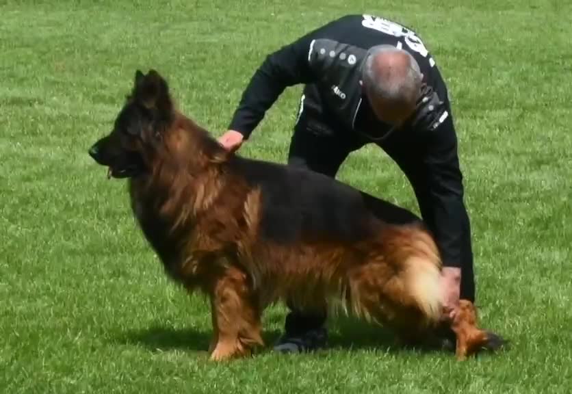 German Shepherd dogs for sale: German Shepherd 5 - Video 1