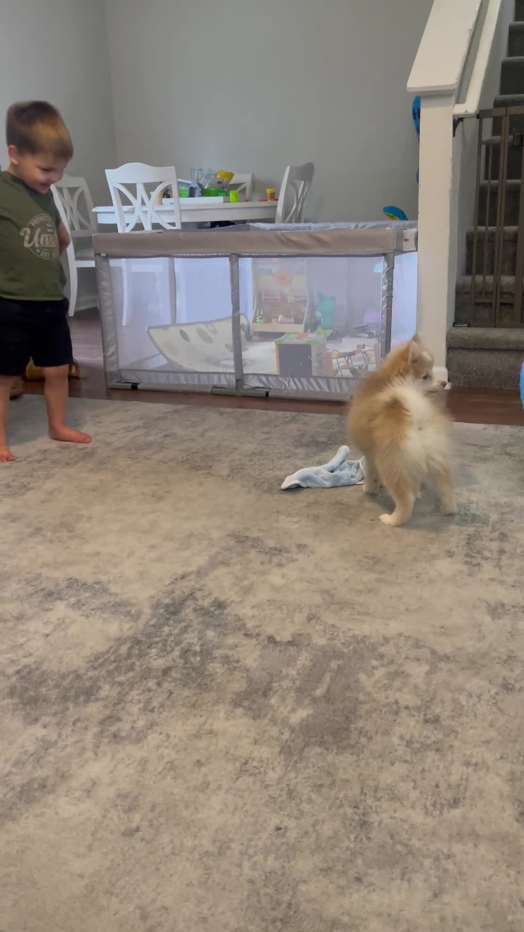 Pomsky dogs for sale: Baloo - Video 1
