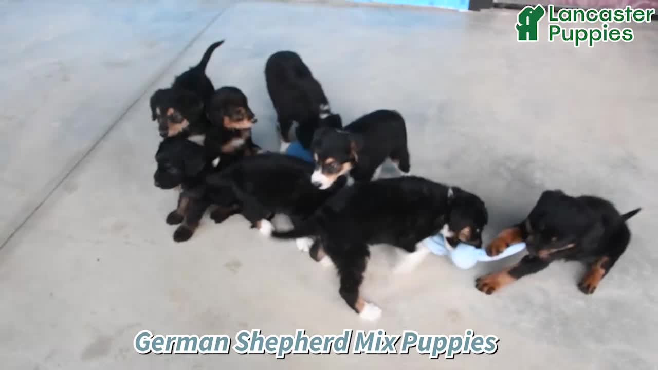 Mixed Breed dogs for sale: Cody - Video 1
