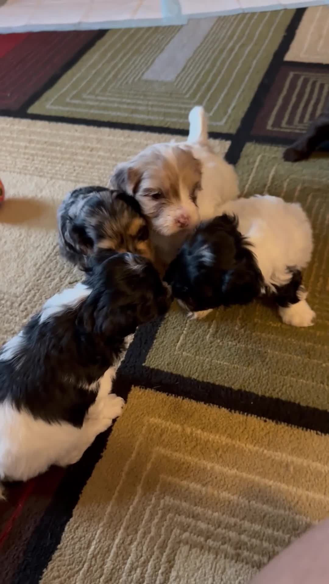 Mixed Breed dogs for sale: Molly - Video 3
