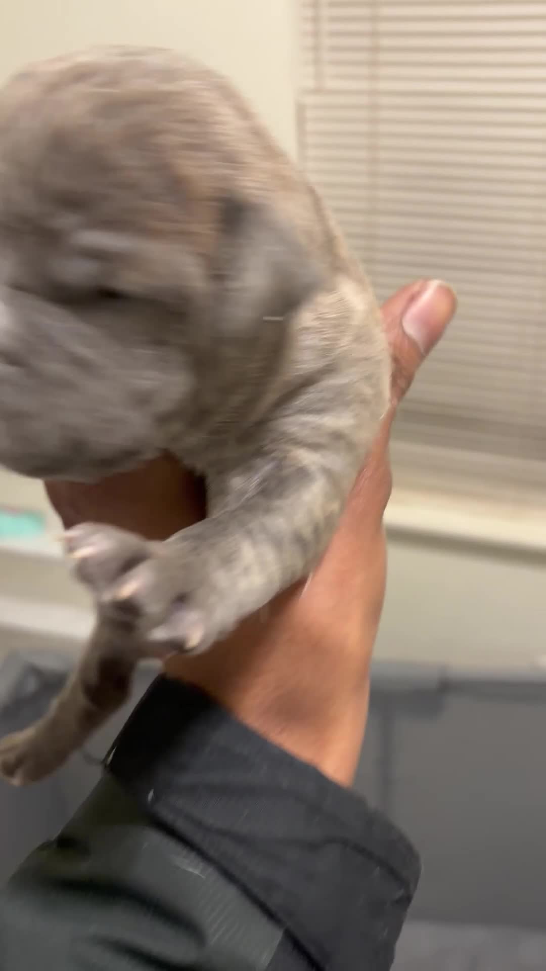 American Bully dogs for sale: Sosa - Video 1