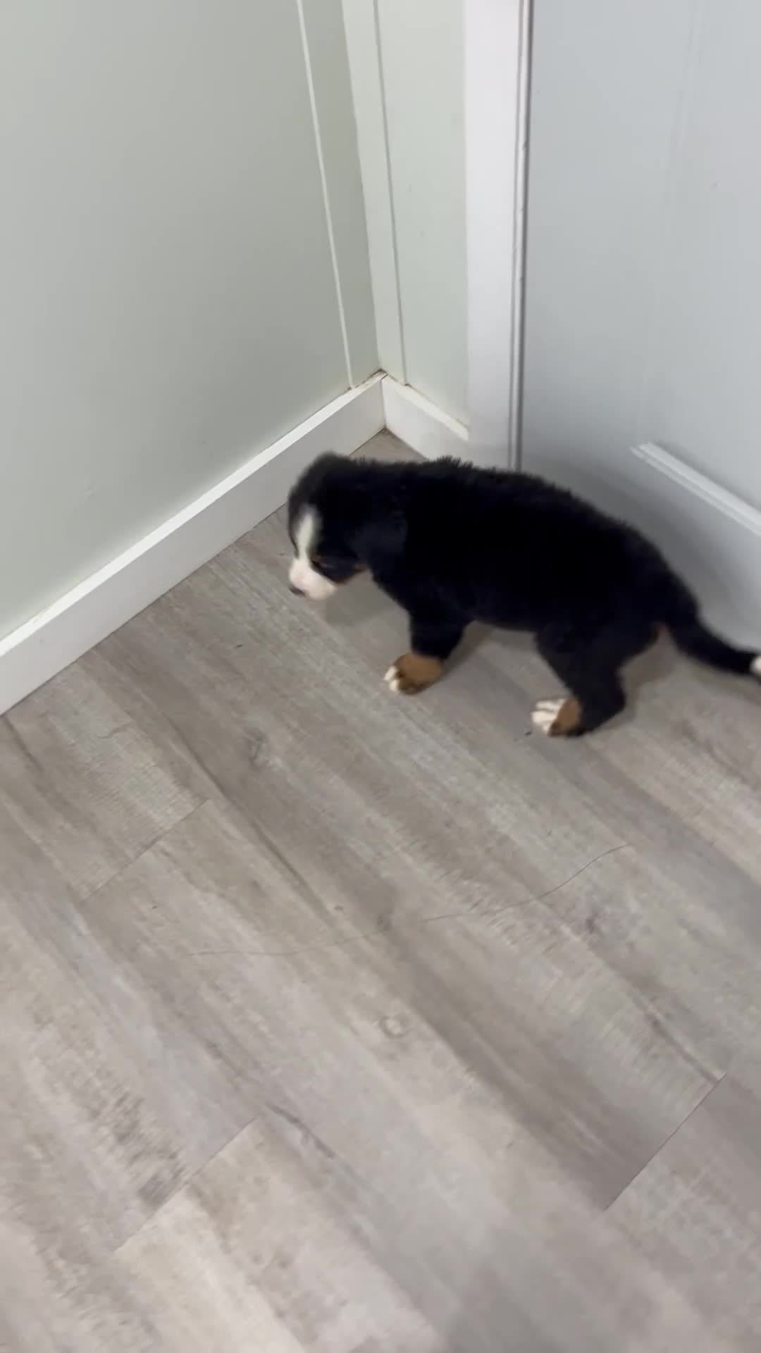 Bernese Mountain Dog dogs for sale: Iris - Video 1