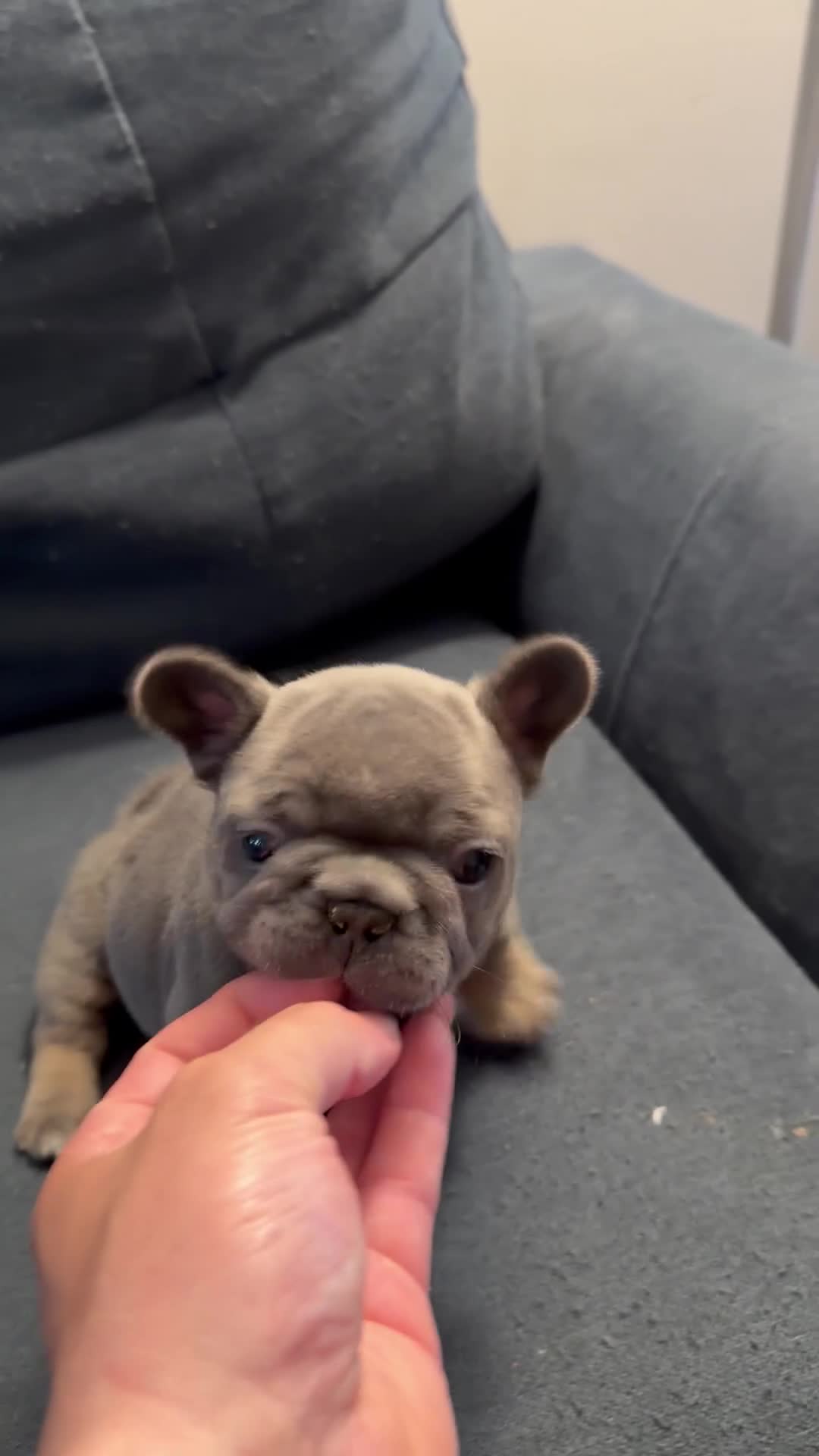 French Bulldog dogs for sale: Irish - Video 1