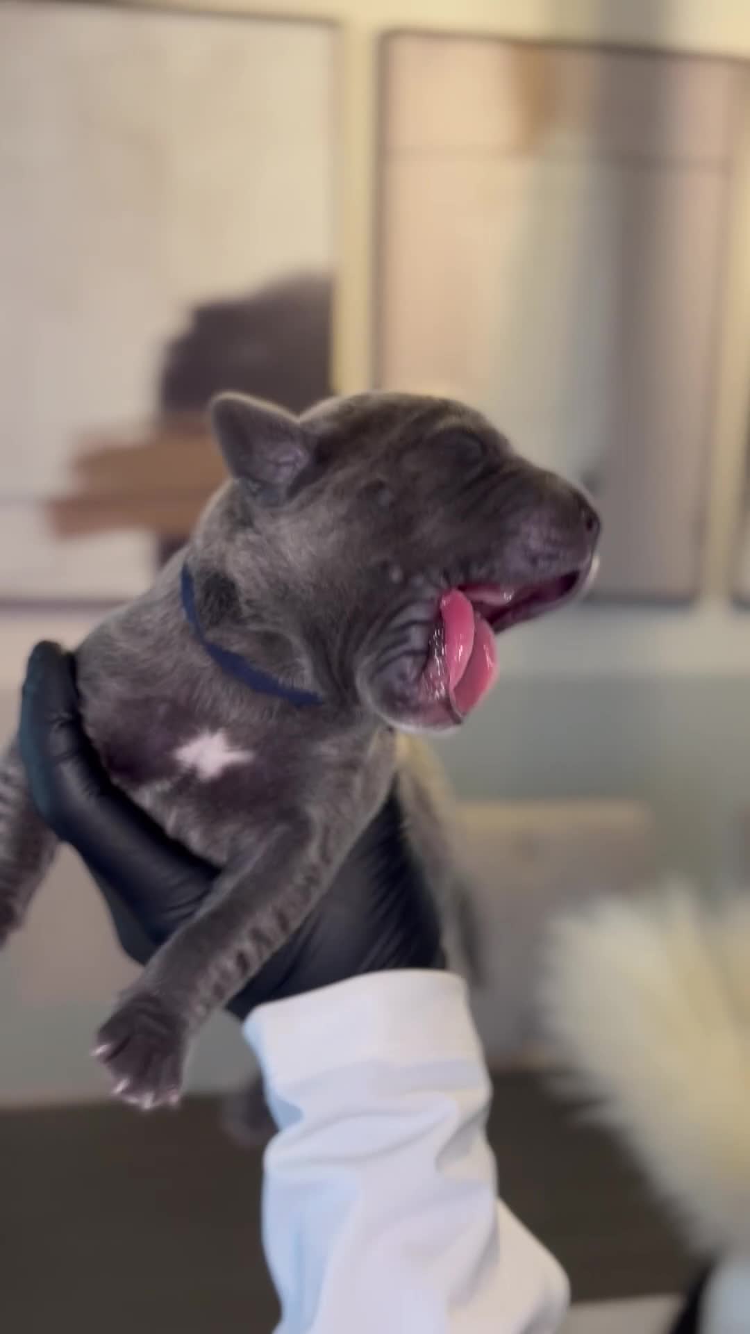 Cane Corso dogs for sale: Rebel  - Video 1