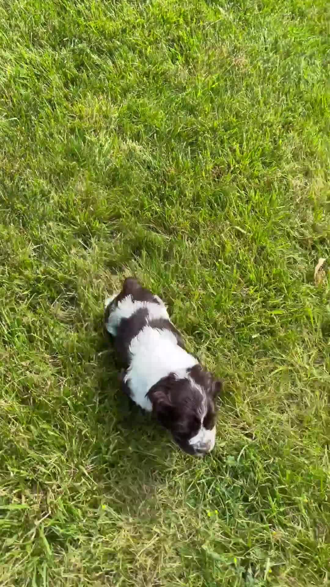 Cocker Spaniel dogs for sale: Callie - Video 1