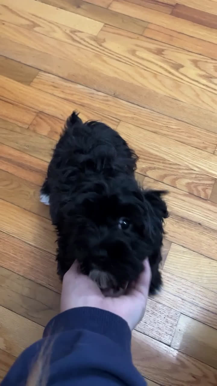 Havapoo dogs for sale: Princess - Video 1