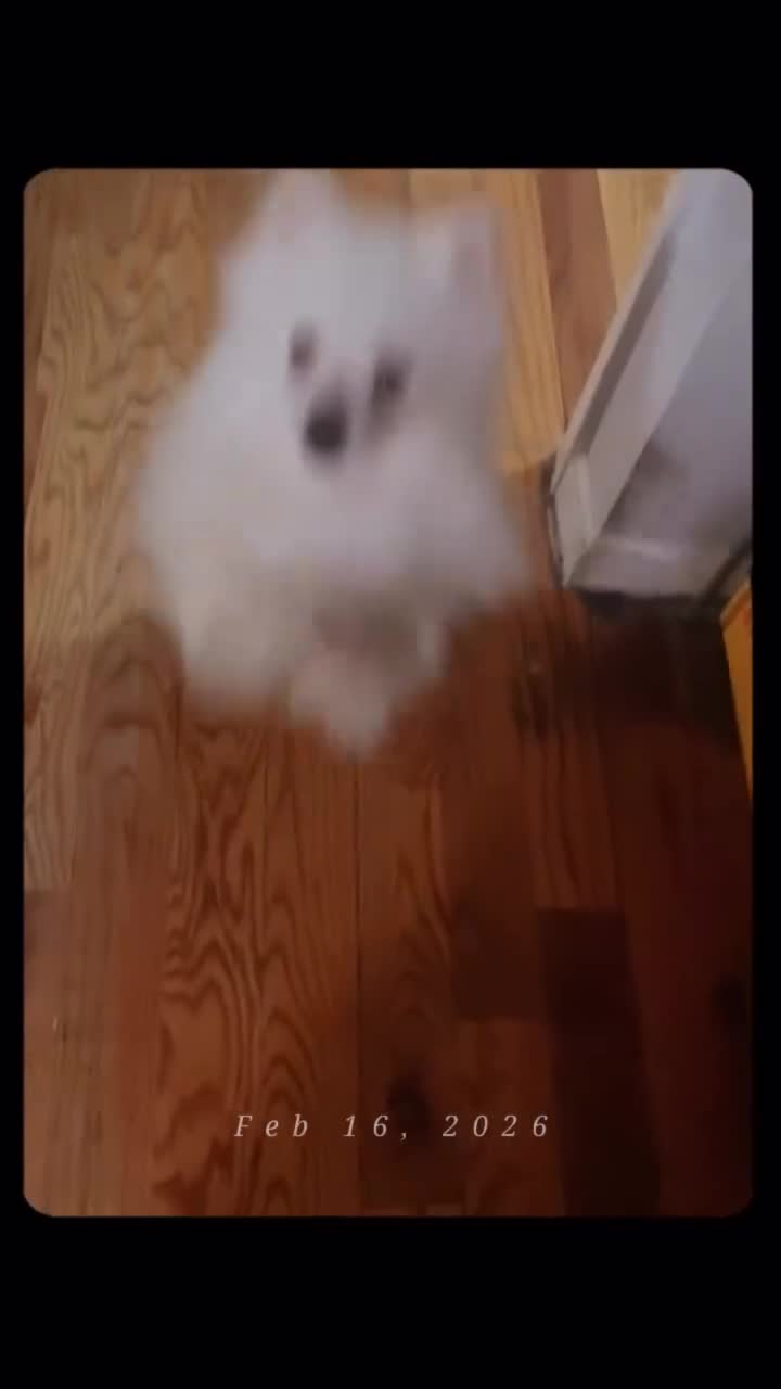 Pomeranian dogs for sale: yayyo - Video 1