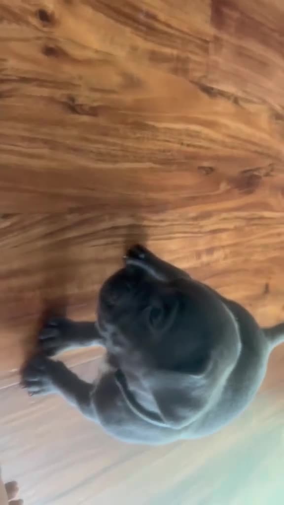 Cane Corso dogs for sale: Cane Corso Puppy 4 - Video 1