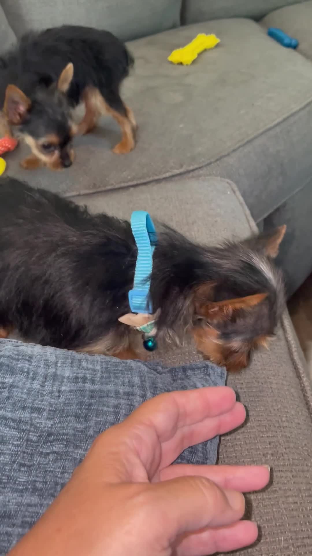 Yorkshire Terrier dogs for sale: Queenie (teacup) - Video 1