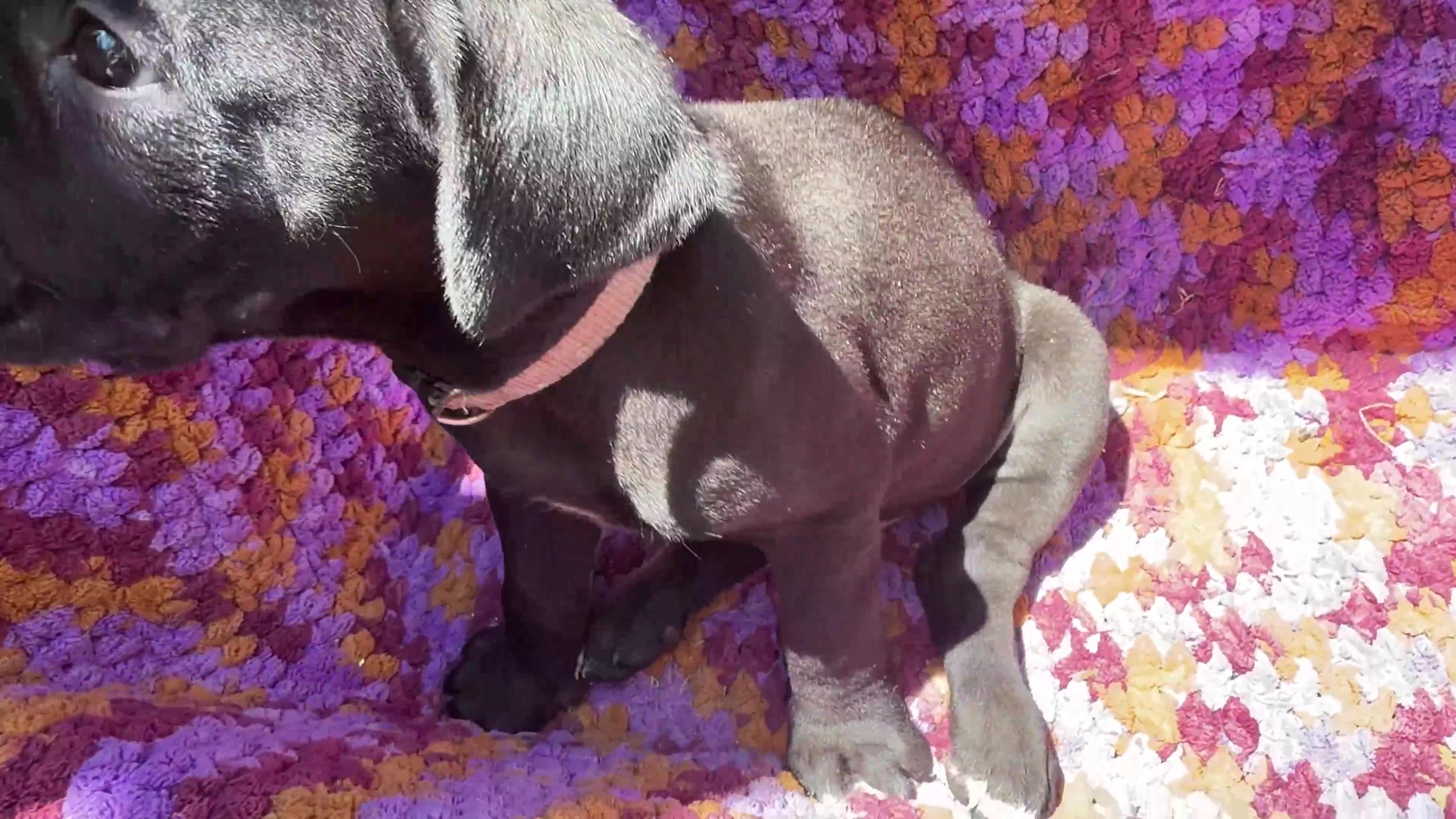 Cane Corso dogs for sale: Cane Corso Puppy Grey  - Video 1