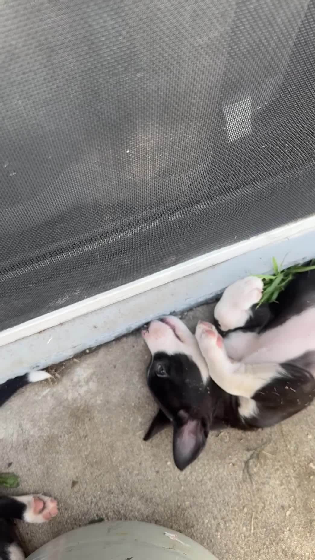 Mixed Breed dogs for sale: Male 6 - Video 1
