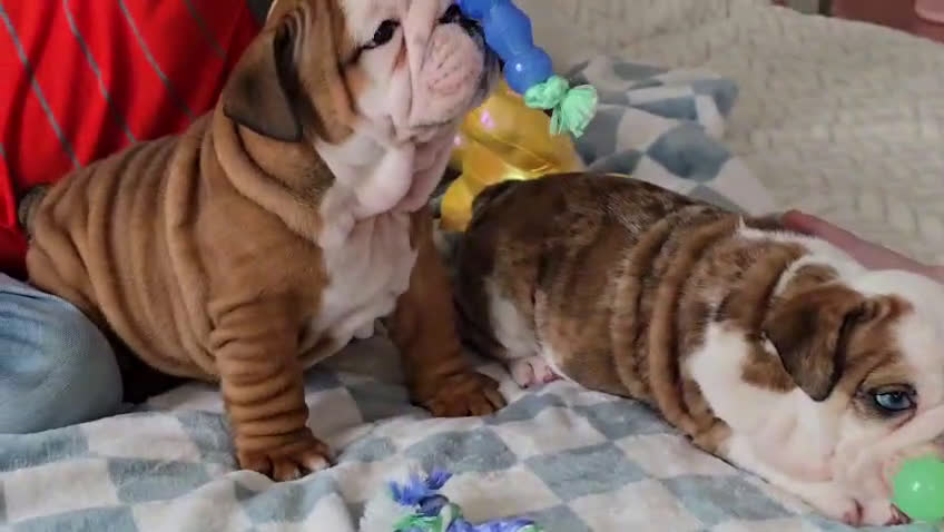 English Bulldog dogs for sale: Major - Video 1